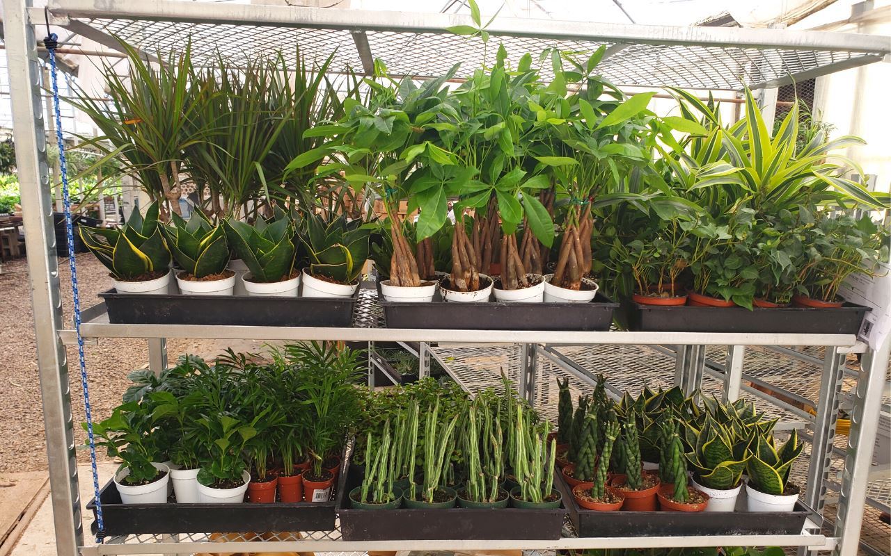 1 Mystery Plant Monthly Subscription Box - Image 4