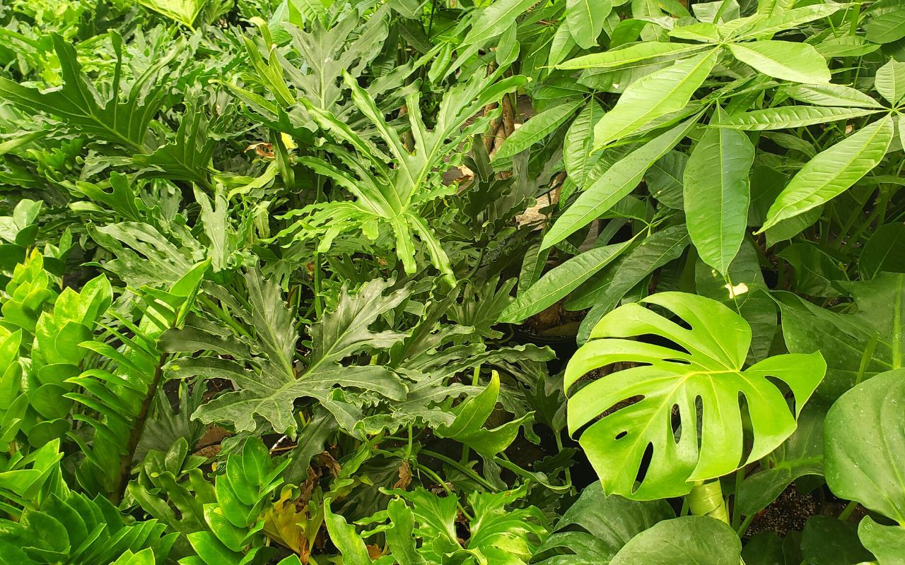 1 Mystery Plant Monthly Subscription Box - Image 6