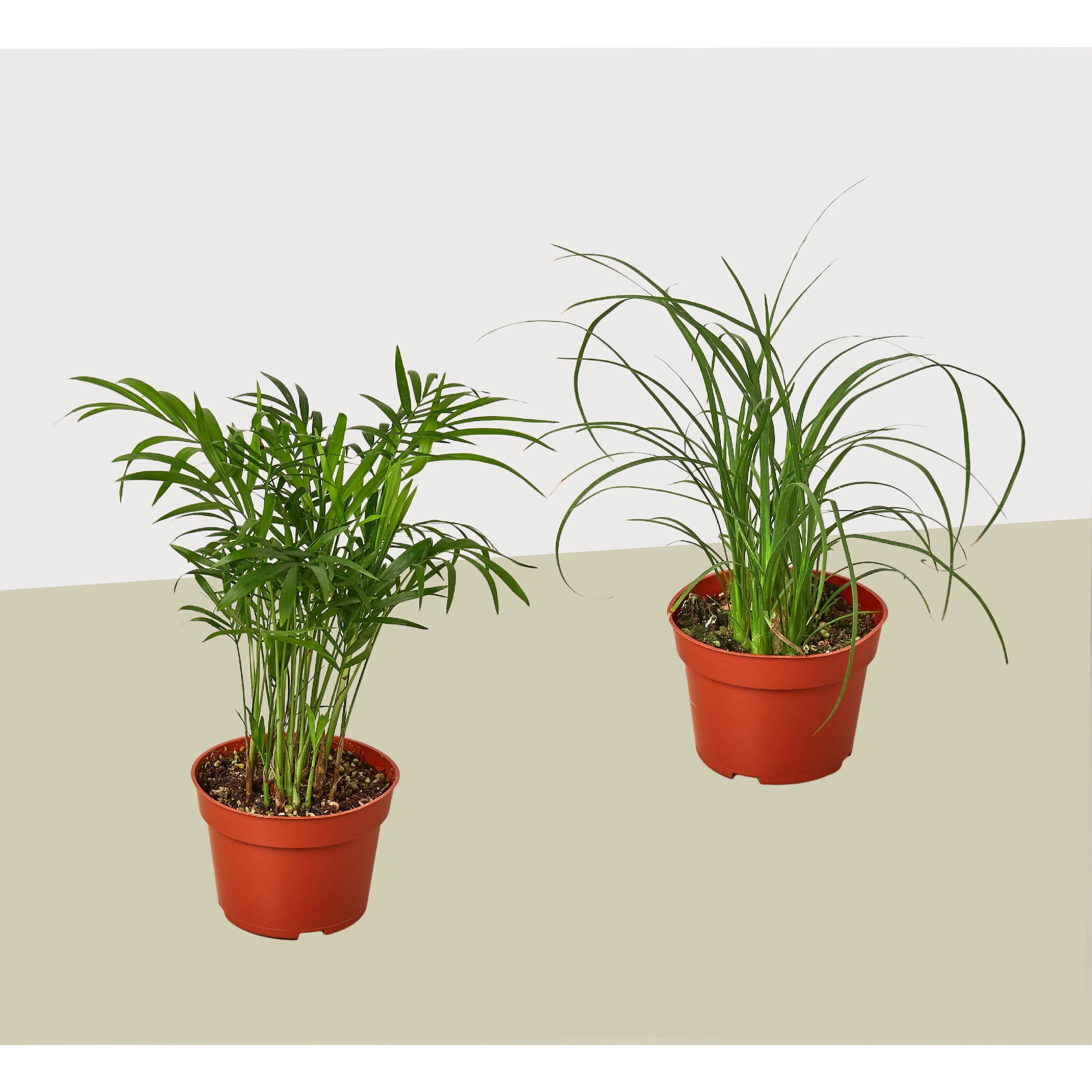 2 Palm Variety Pack / 4" Pots / Live Plant / House Plant - Image 2
