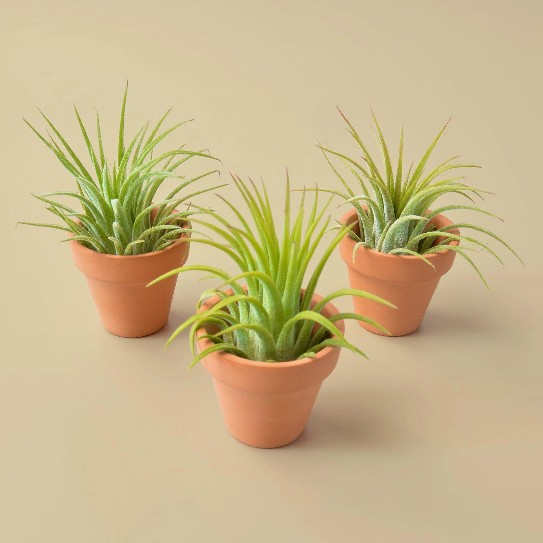3 Air Plants with Mini Terra Cotta Pots - Image 2