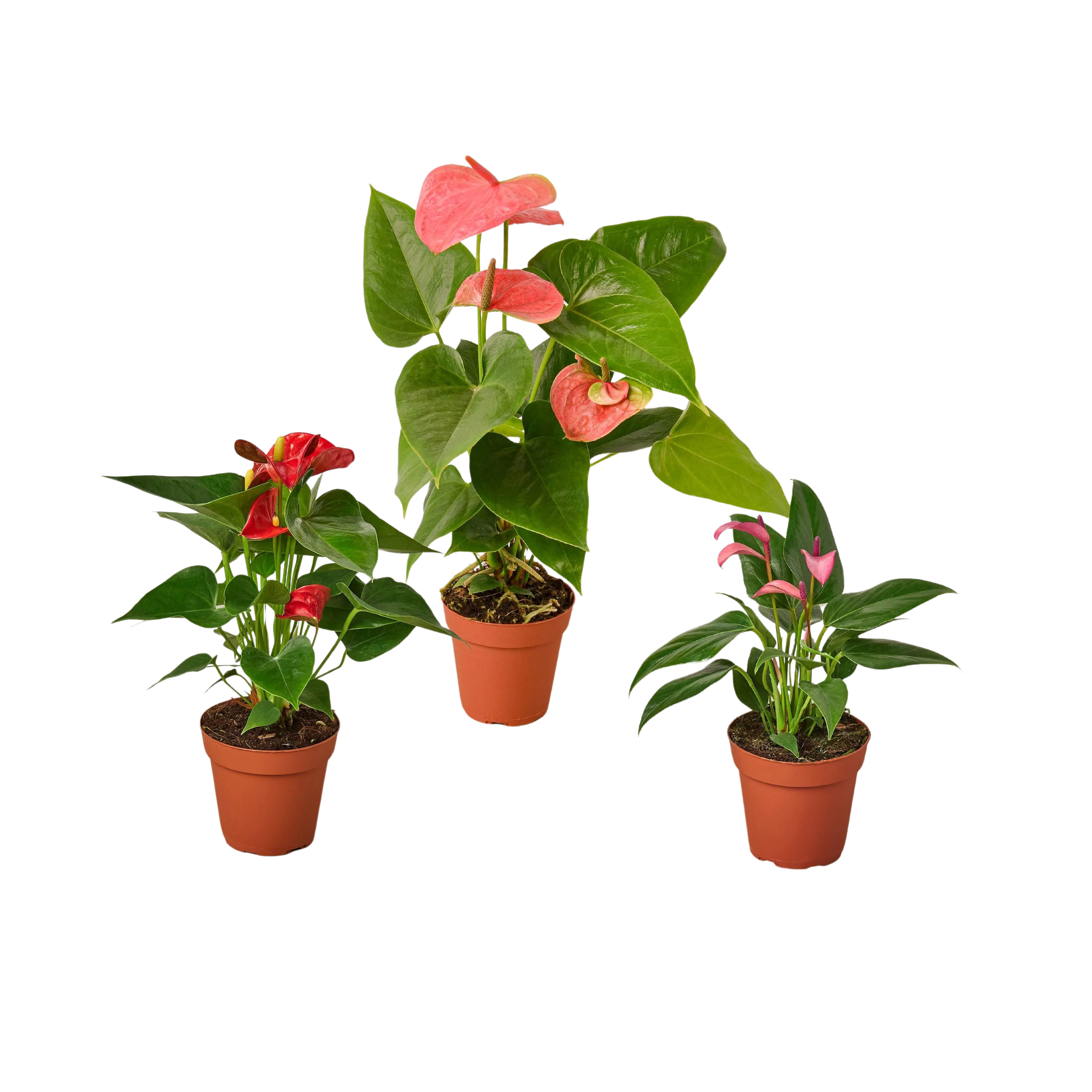 3 Anthurium Variety Pack- All Different Colors - 4" Pots - Image 3