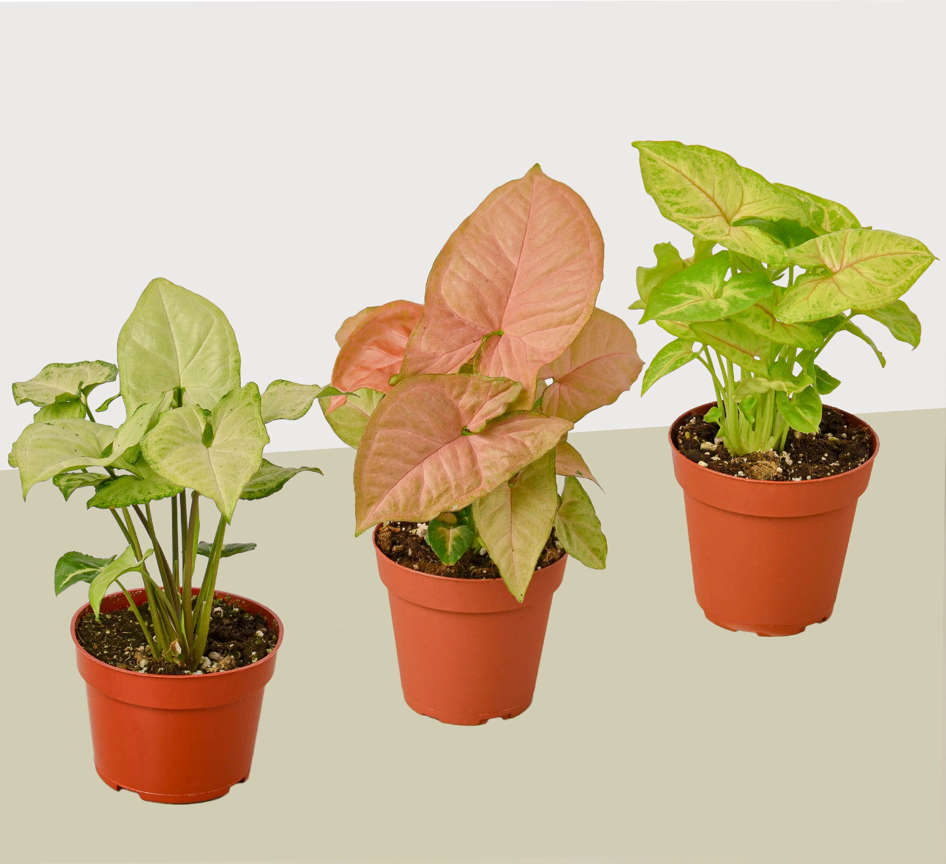 3 Different Syngonium Plants - Arrowhead Plants / 4" Pot / Live Plant - Image 2