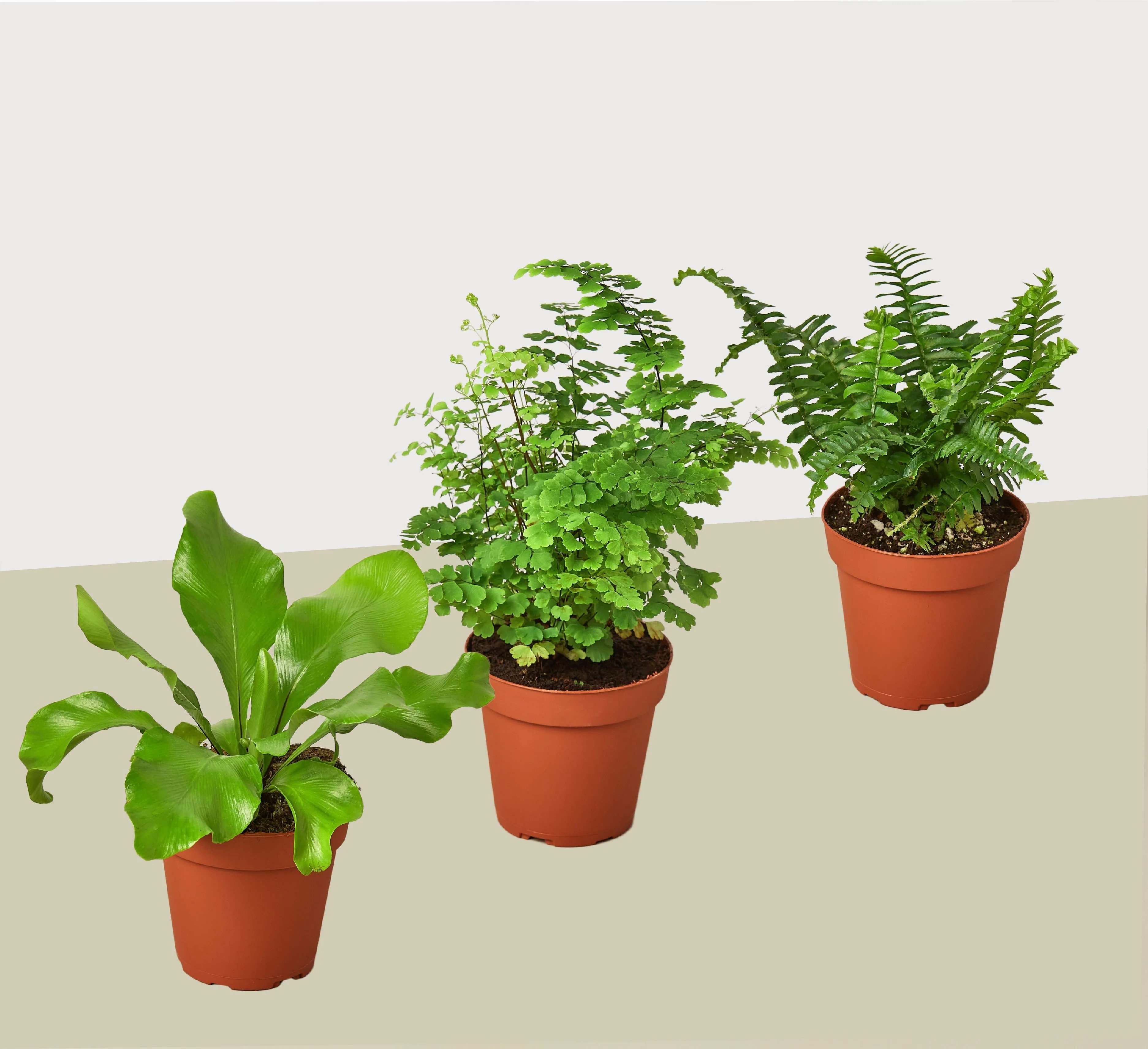 3 Fern Variety Pack - Live Plants - 4" Pot - House Plant - Image 2