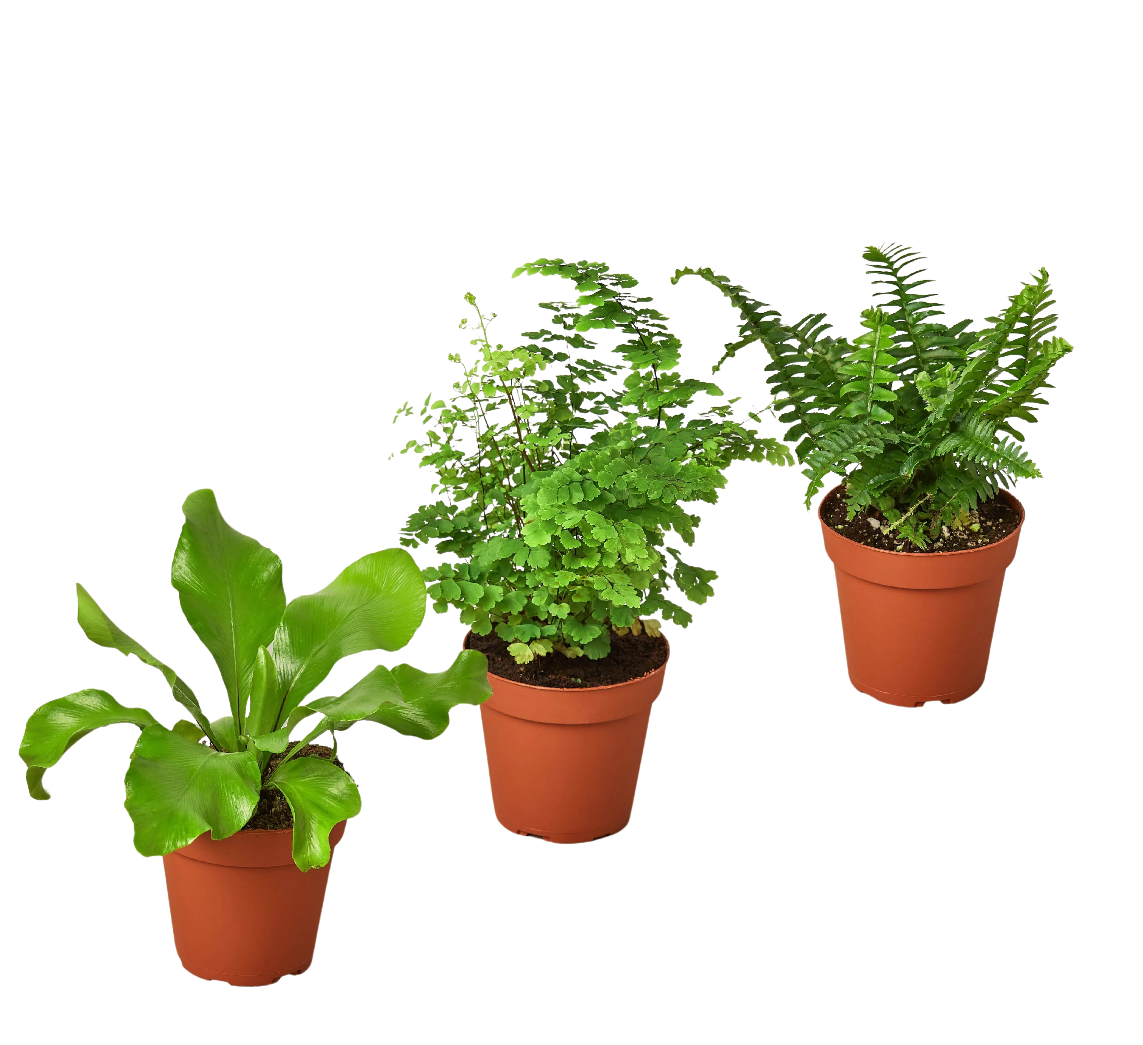 3 Fern Variety Pack - Live Plants - 4" Pot - House Plant - Image 3