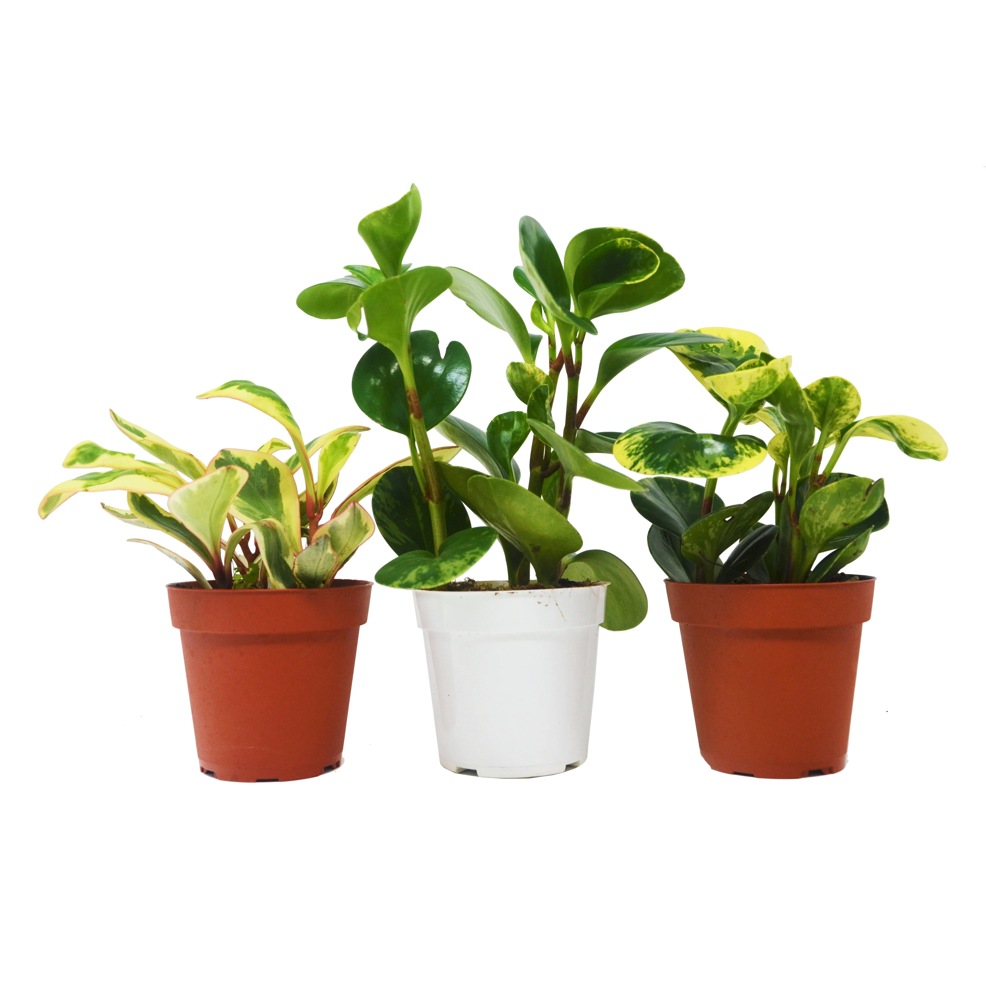 3 Peperomia Plants Variety Pack - 4" Pots