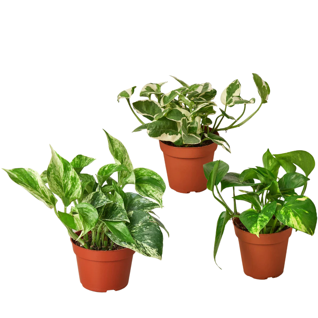 3 Pothos Variety Pack - 4" Pots
