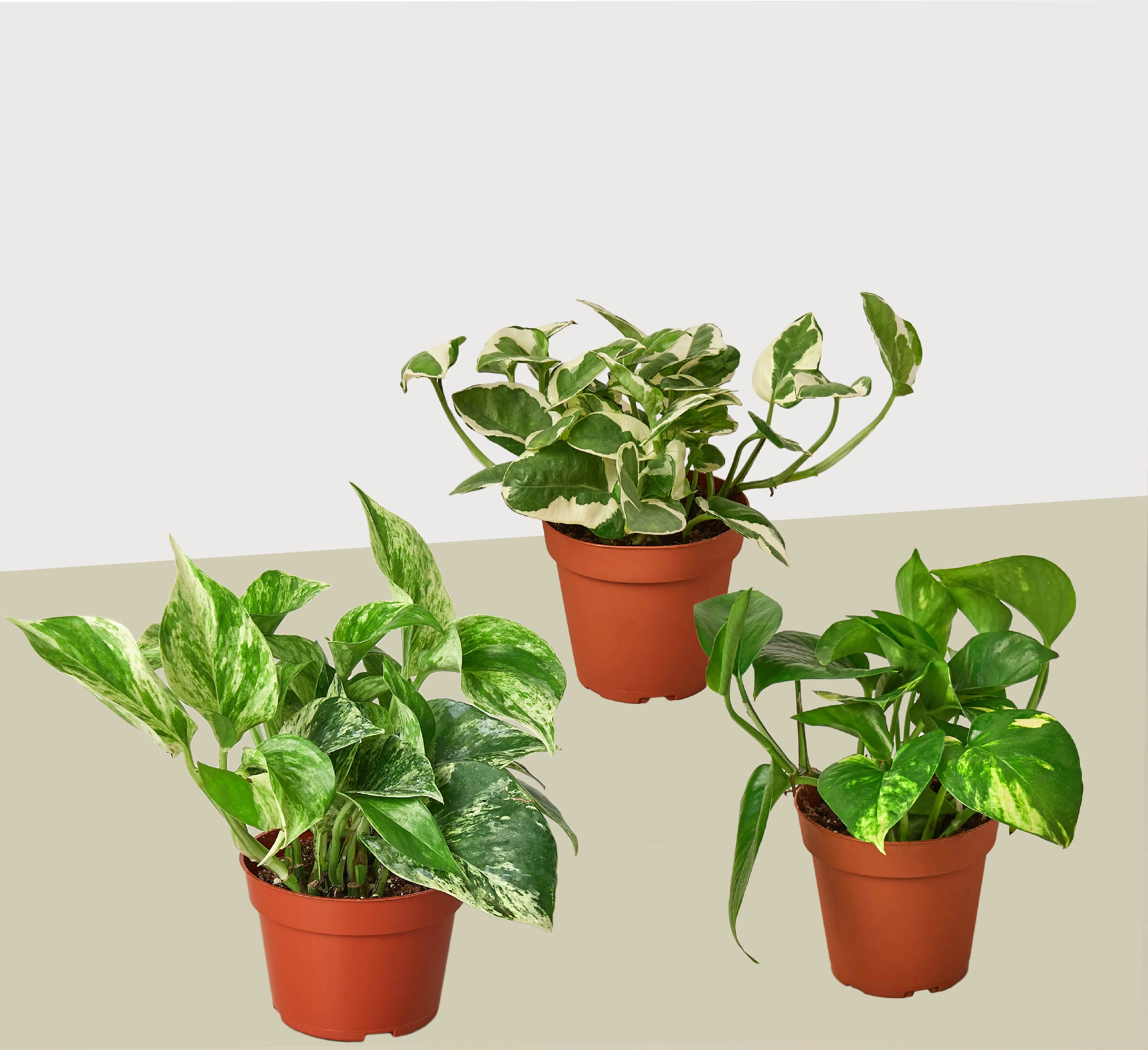 3 Pothos Variety Pack - 4" Pots - Image 2