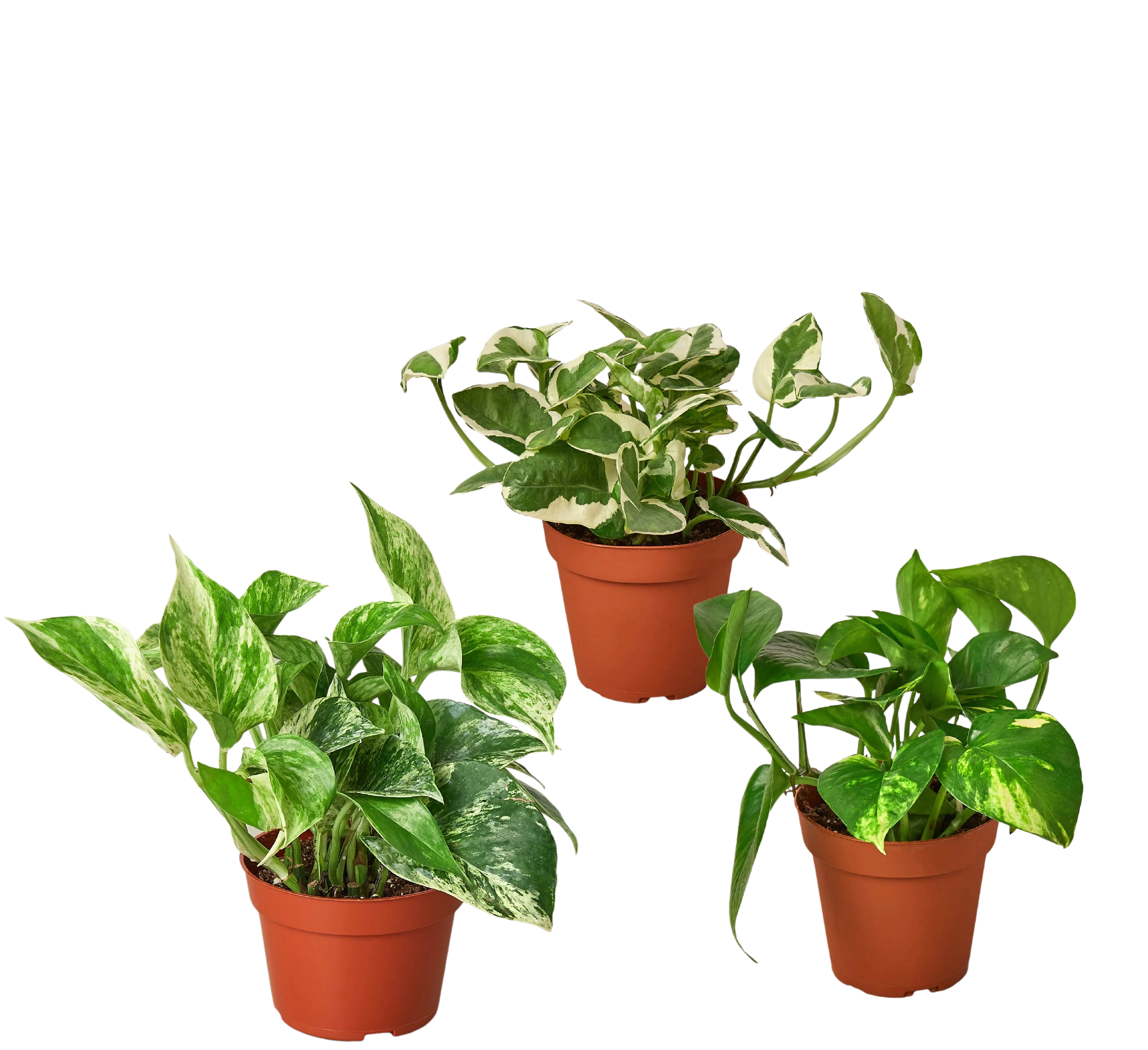 3 Pothos Variety Pack - 4" Pots - Image 3