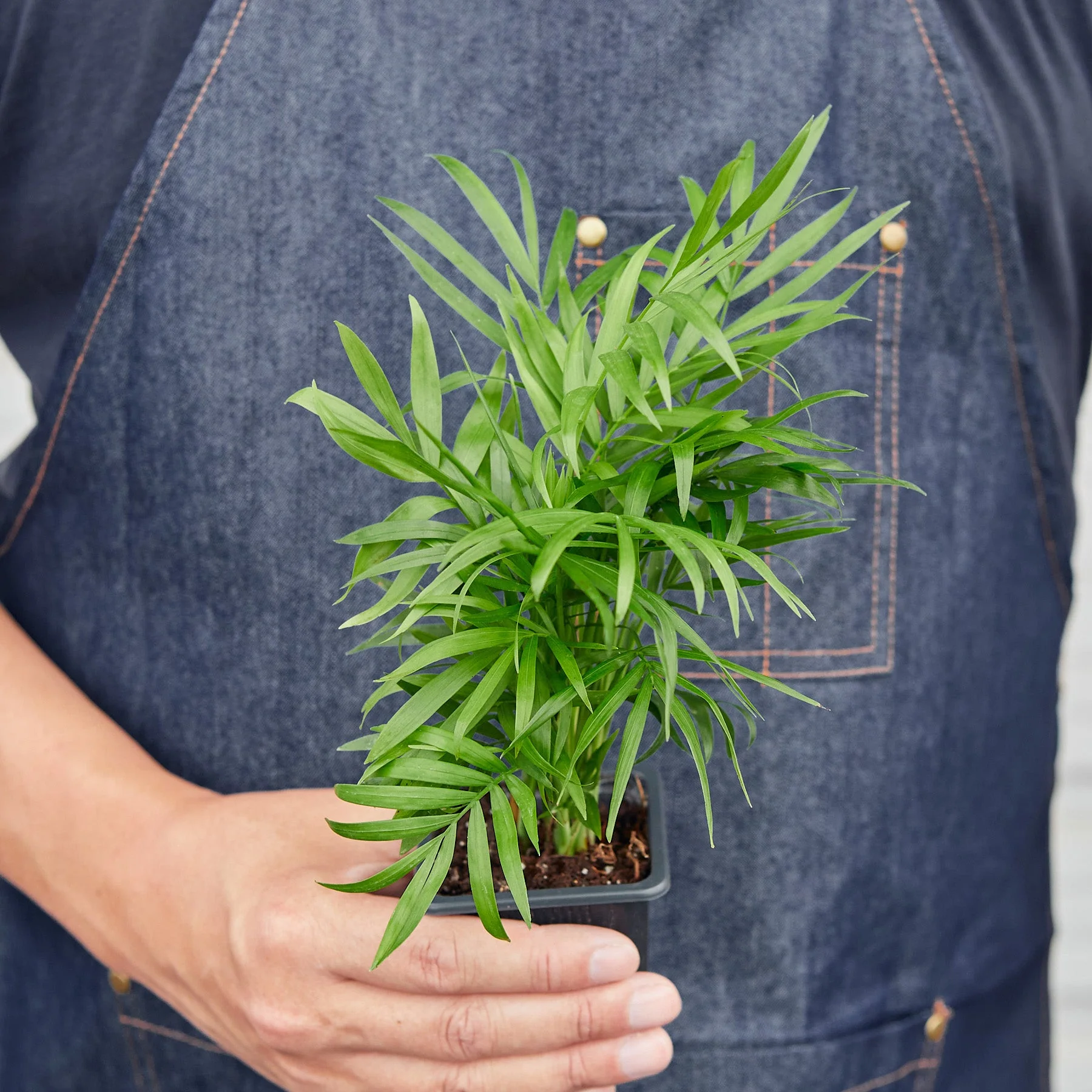 3" Tropical Plant Variety Bundle - Image 2