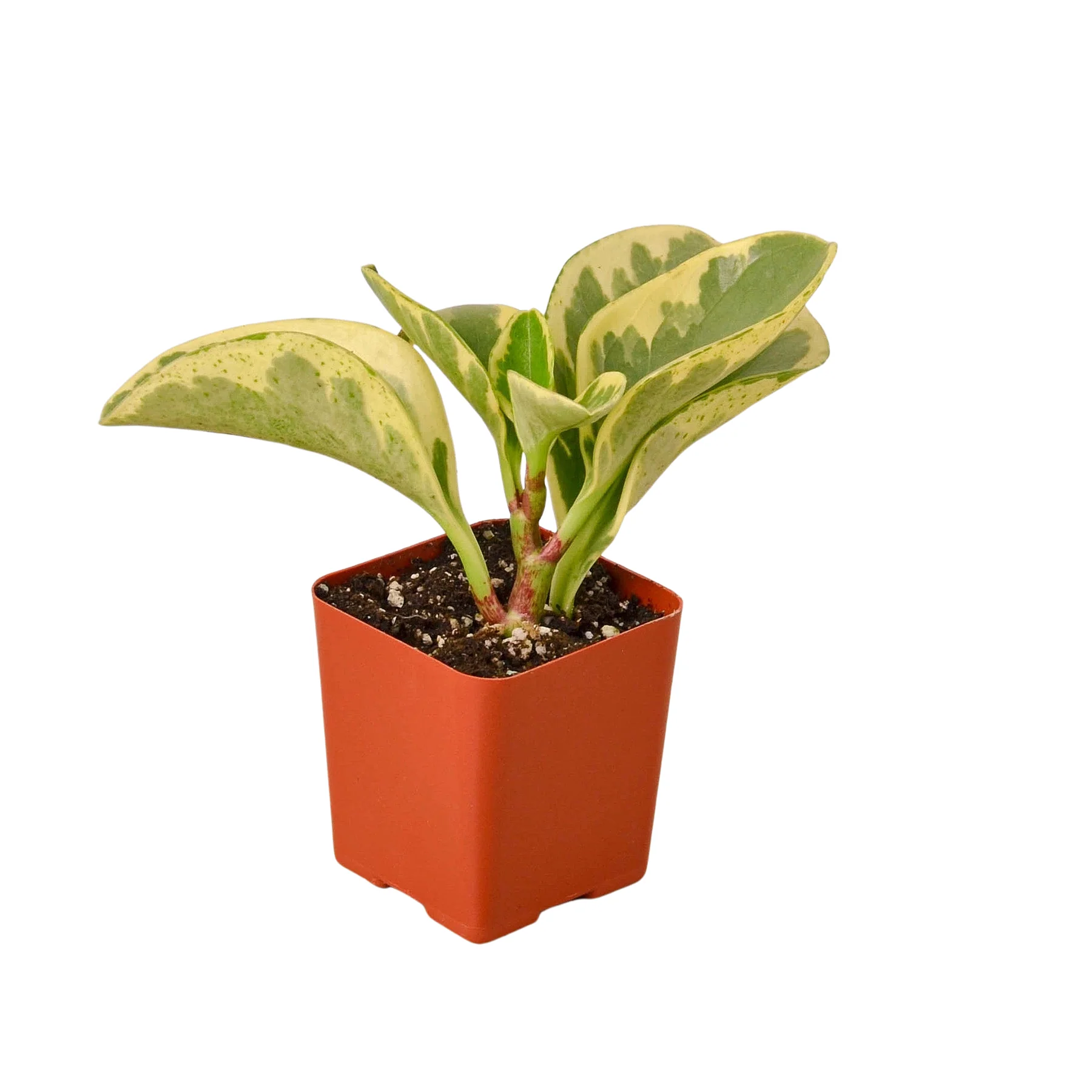 3" Tropical Plant Variety Bundle - Image 3