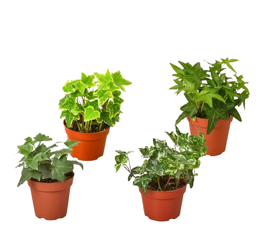4 Different English Ivy Plants - 4" Pots - Live House Plant