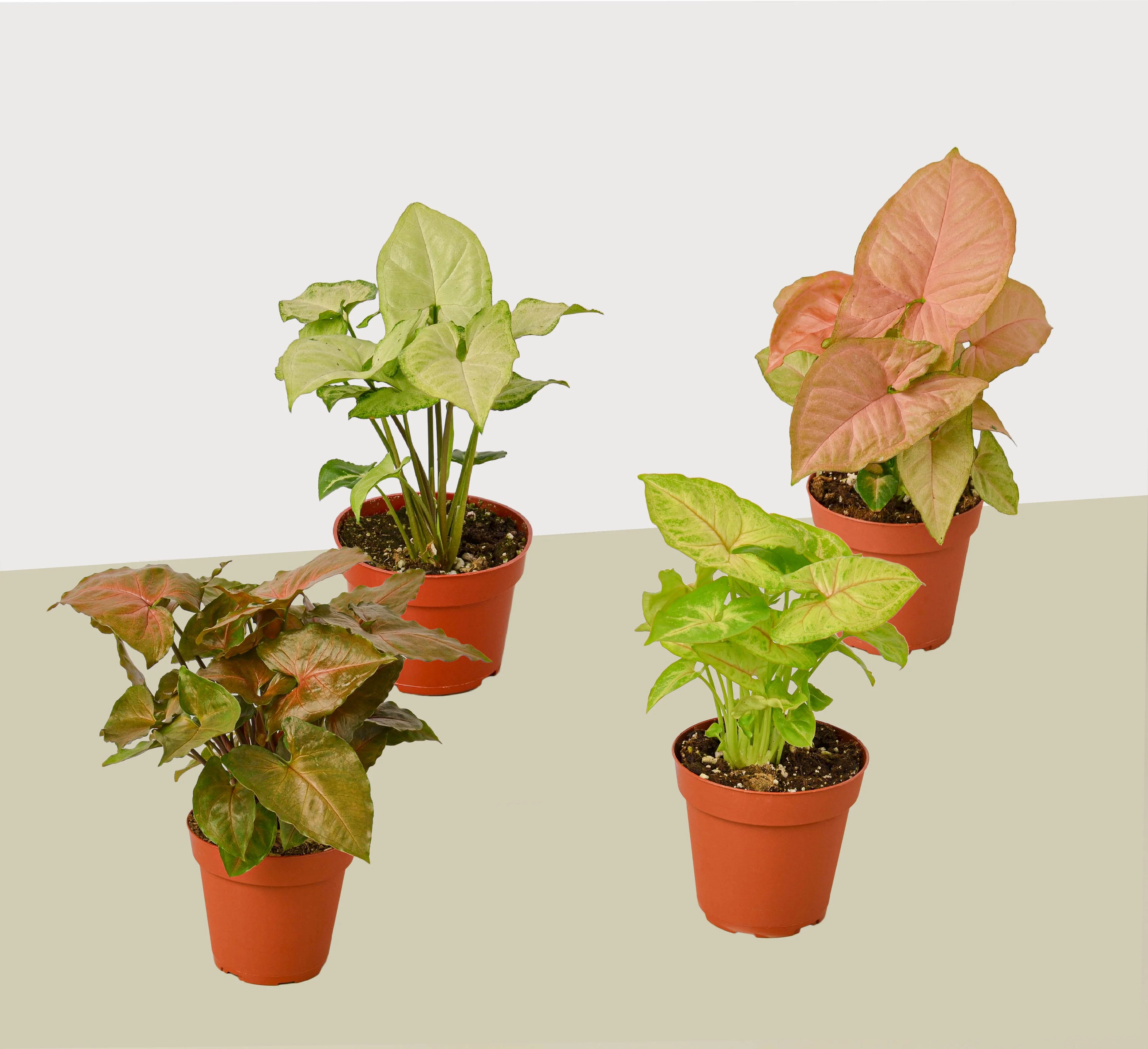 4 Different Syngonium Plants - Arrowhead Plants / 4" Pot / Live Plant - Image 2