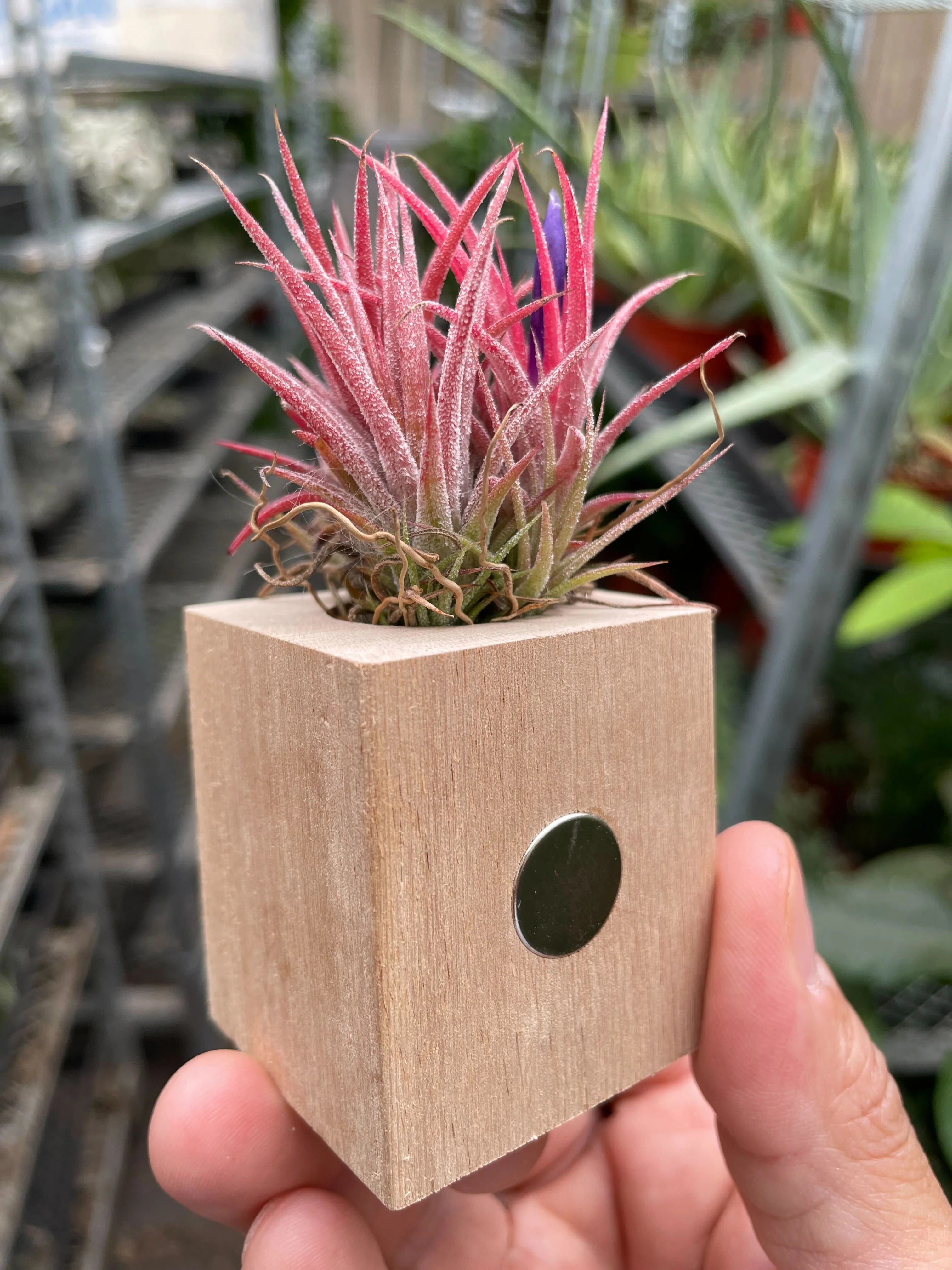 Air Plant in Magnetic Wood Planter - Image 4