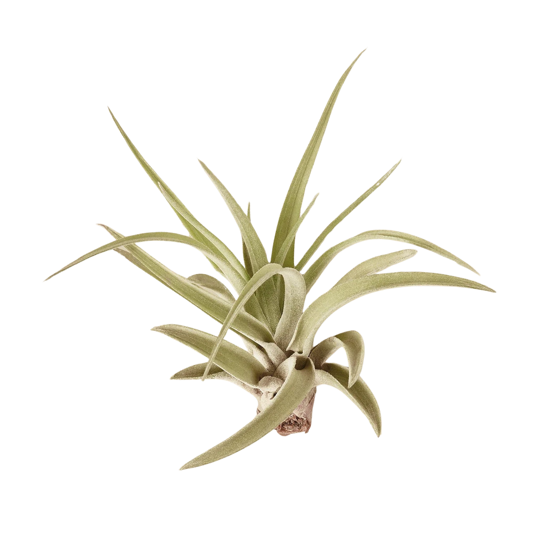 Air Plant Tillandsia Veluntina - Image 3