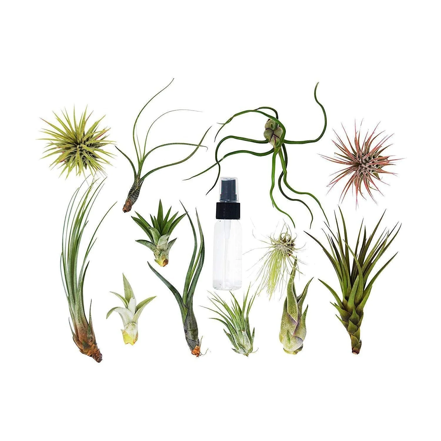 Air Plant Variety w/ Spray - 2 Pack