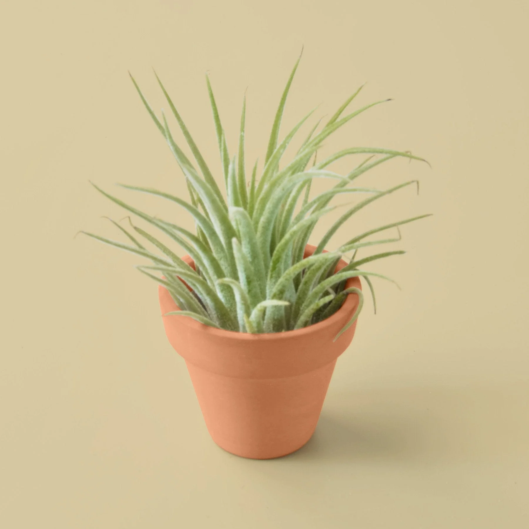 Air Plant with Terra Cotta Pot - Image 2
