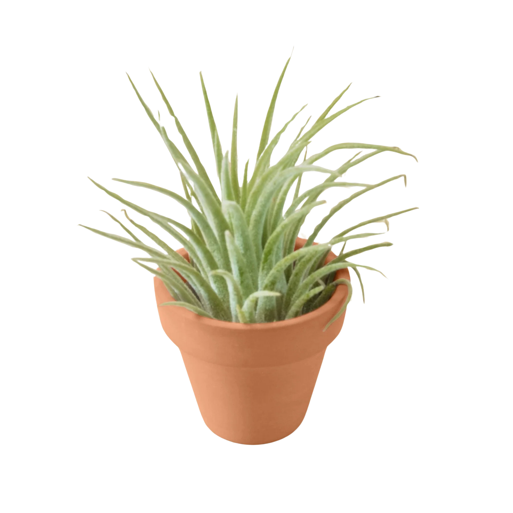 Air Plant with Terra Cotta Pot - Image 3