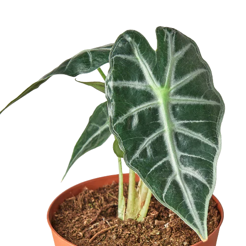 Alocasia Amazonica 'Bambino' - Image 2
