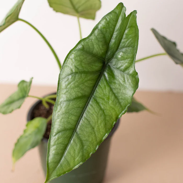 Alocasia 'Dragons Breath' - Image 2