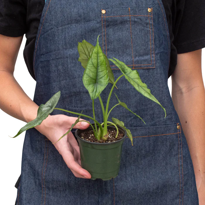 Alocasia 'Dragons Breath' - Image 3
