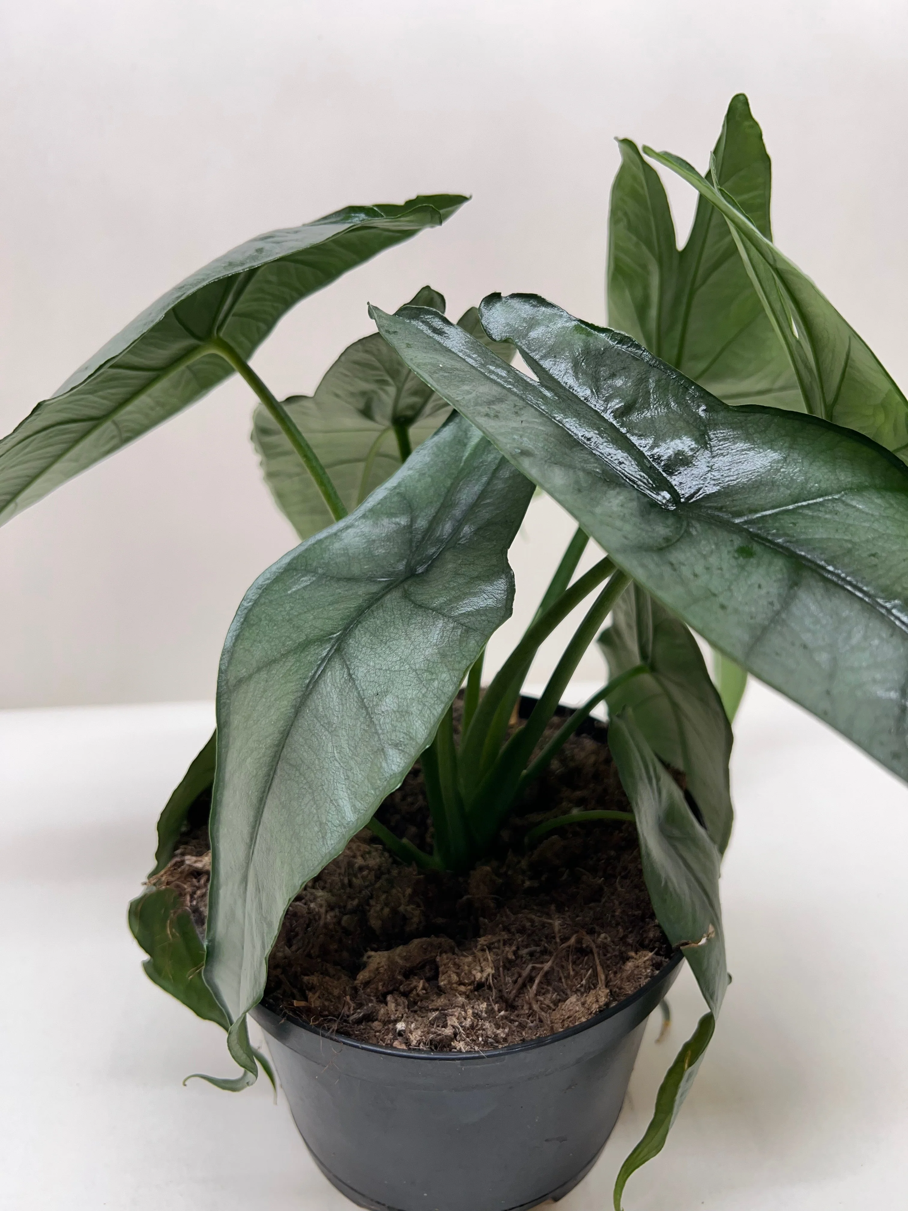 Alocasia 'Dragons Breath' - Image 4