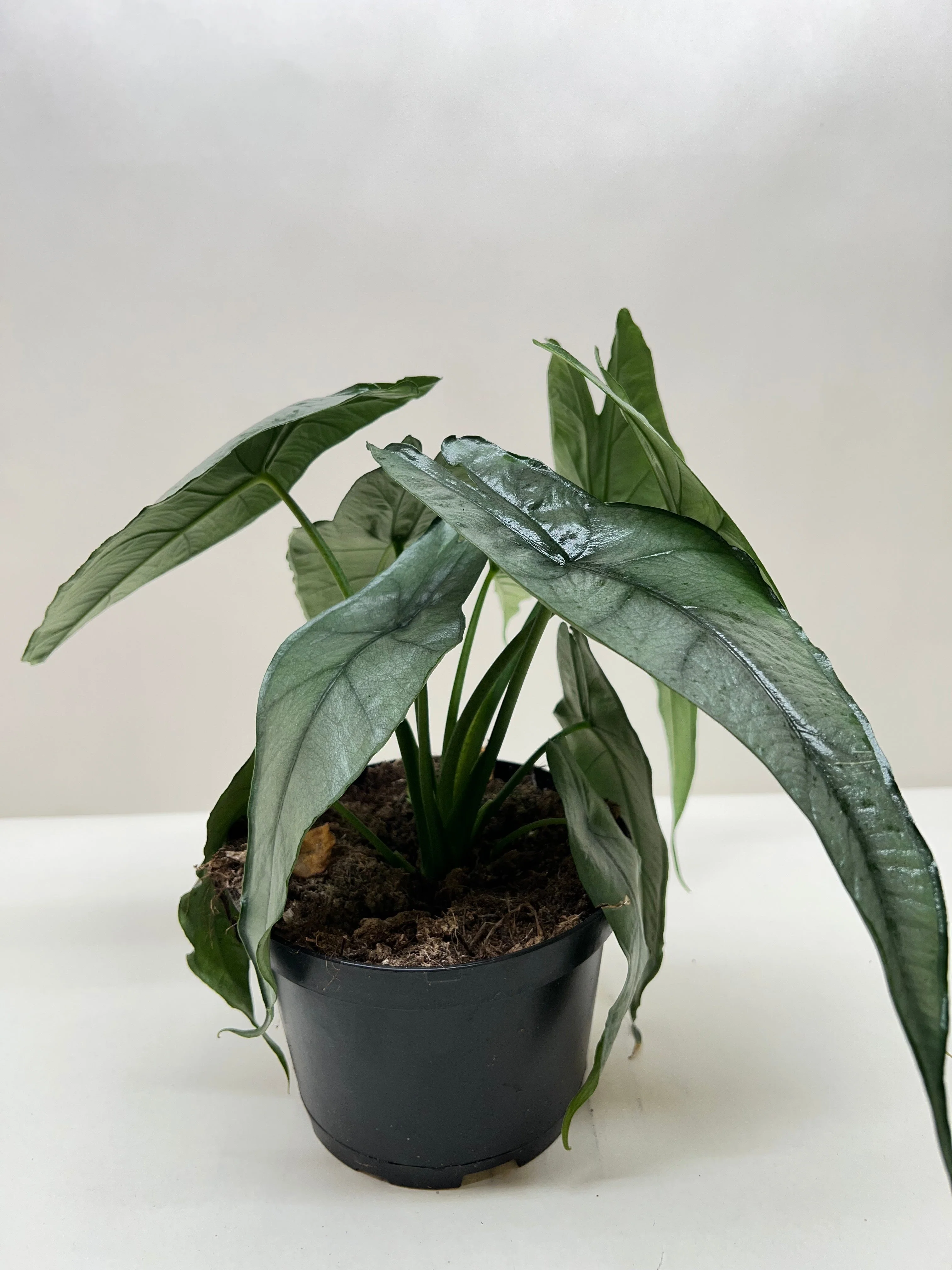 Alocasia 'Dragons Breath' - Image 5