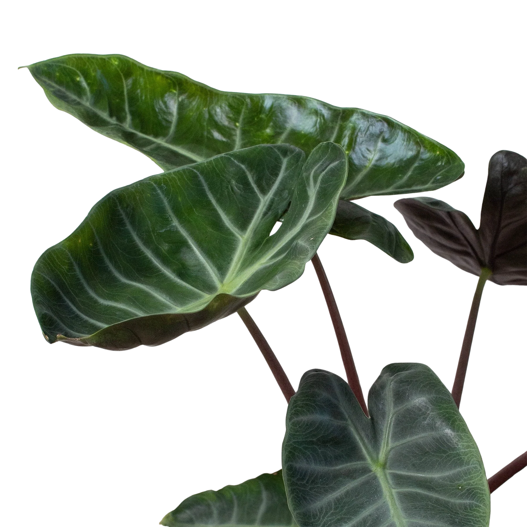 Alocasia 'Ebony' - Image 3