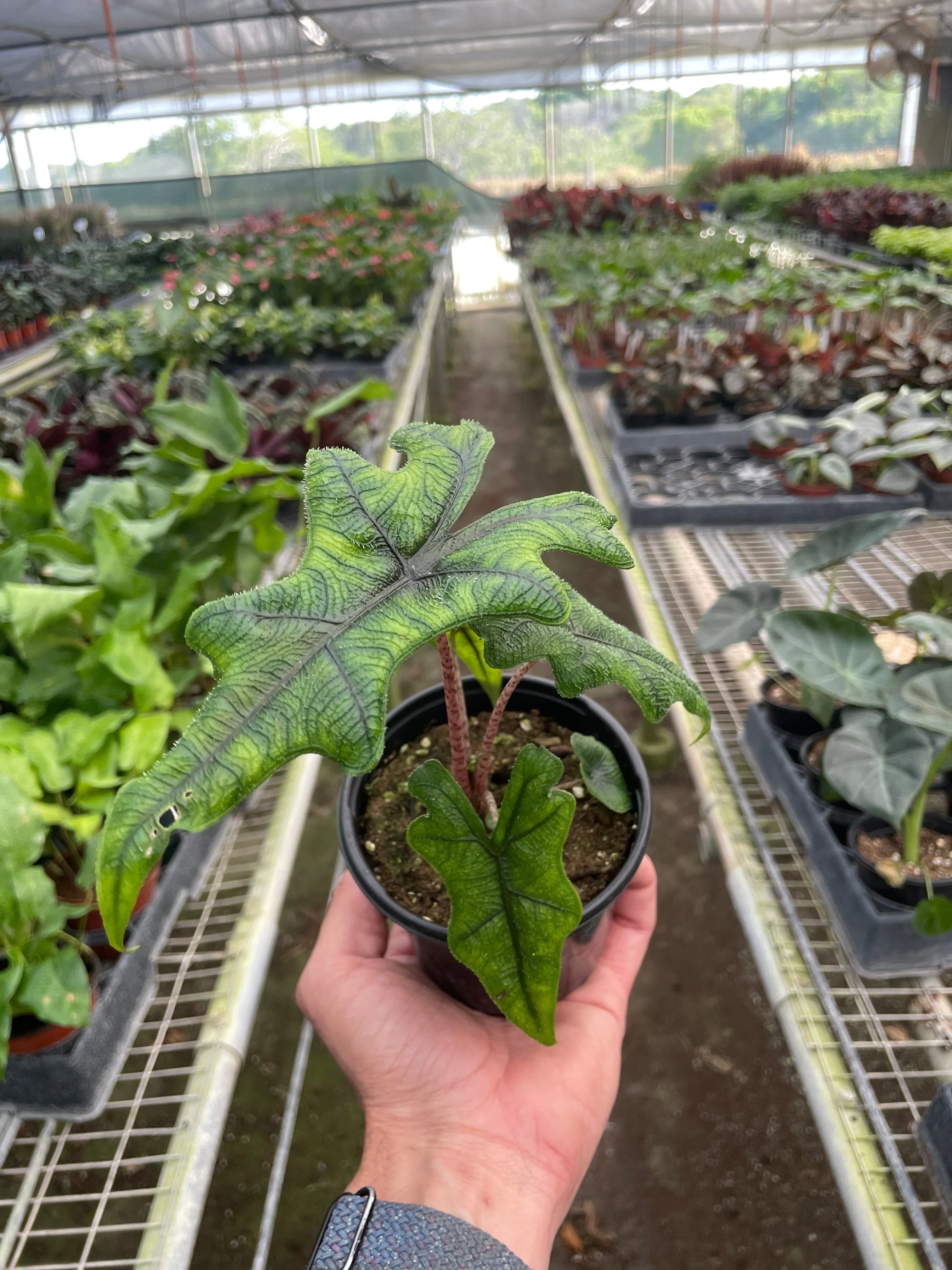 Alocasia 'Jacklyn' - Image 2