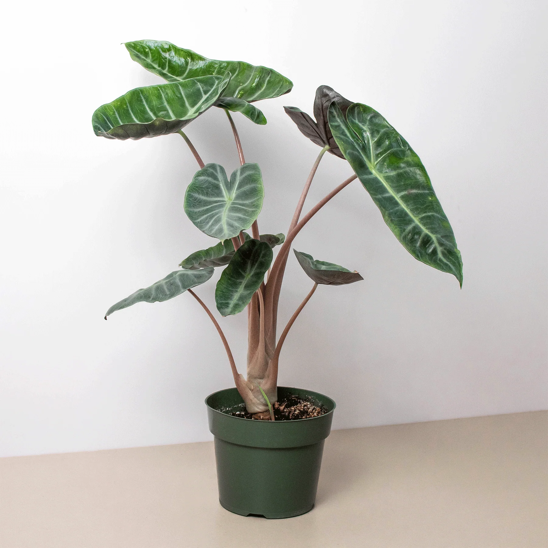 Alocasia Pink Dragon - Image 2