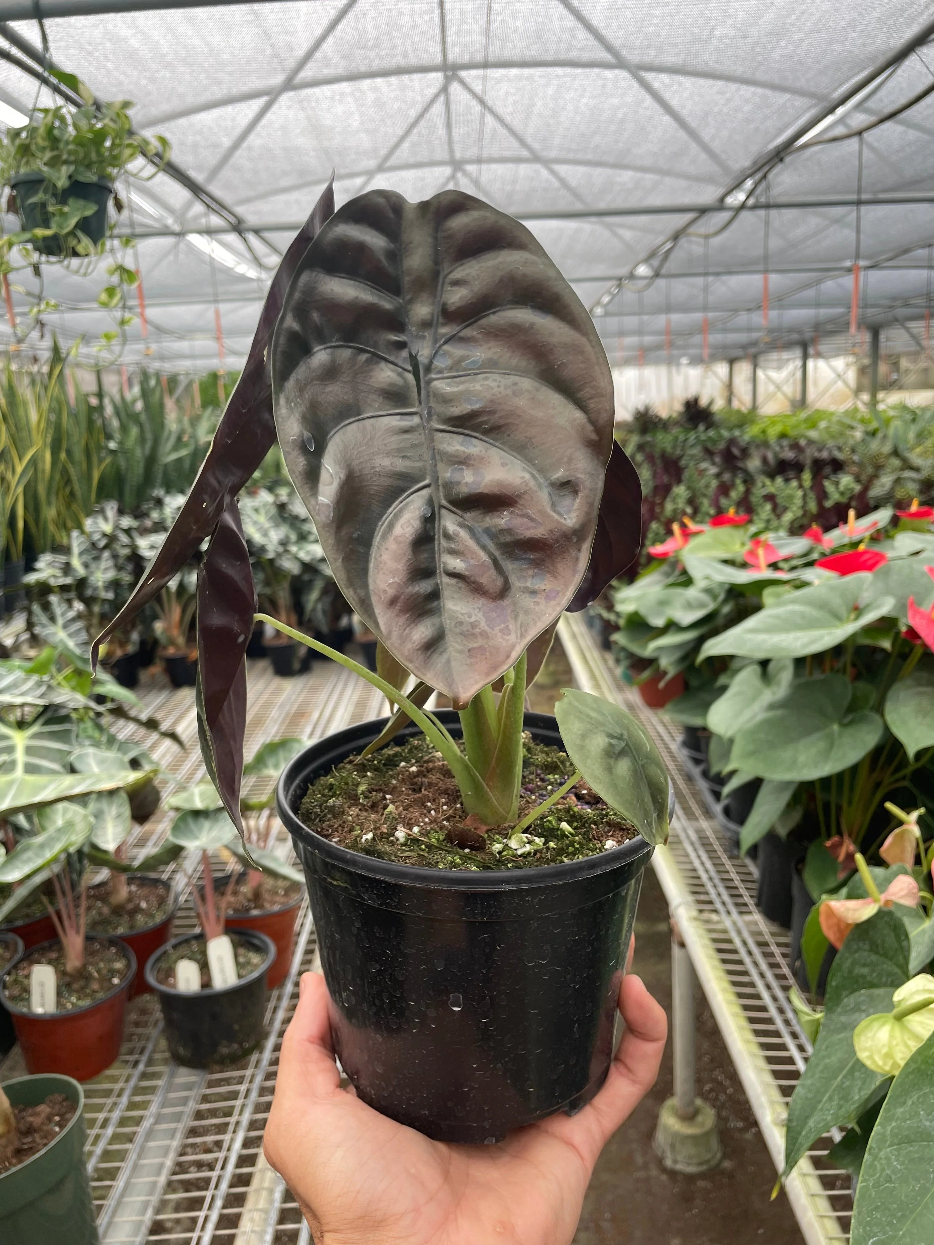 Alocasia 'Red Secret' - Image 3
