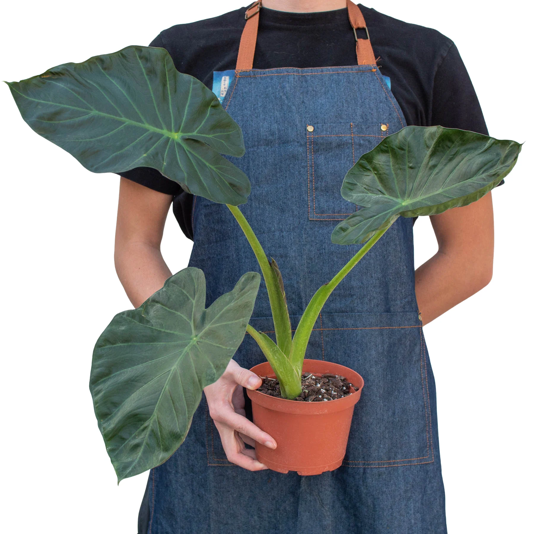 Alocasia 'Regal Shields' - Image 3