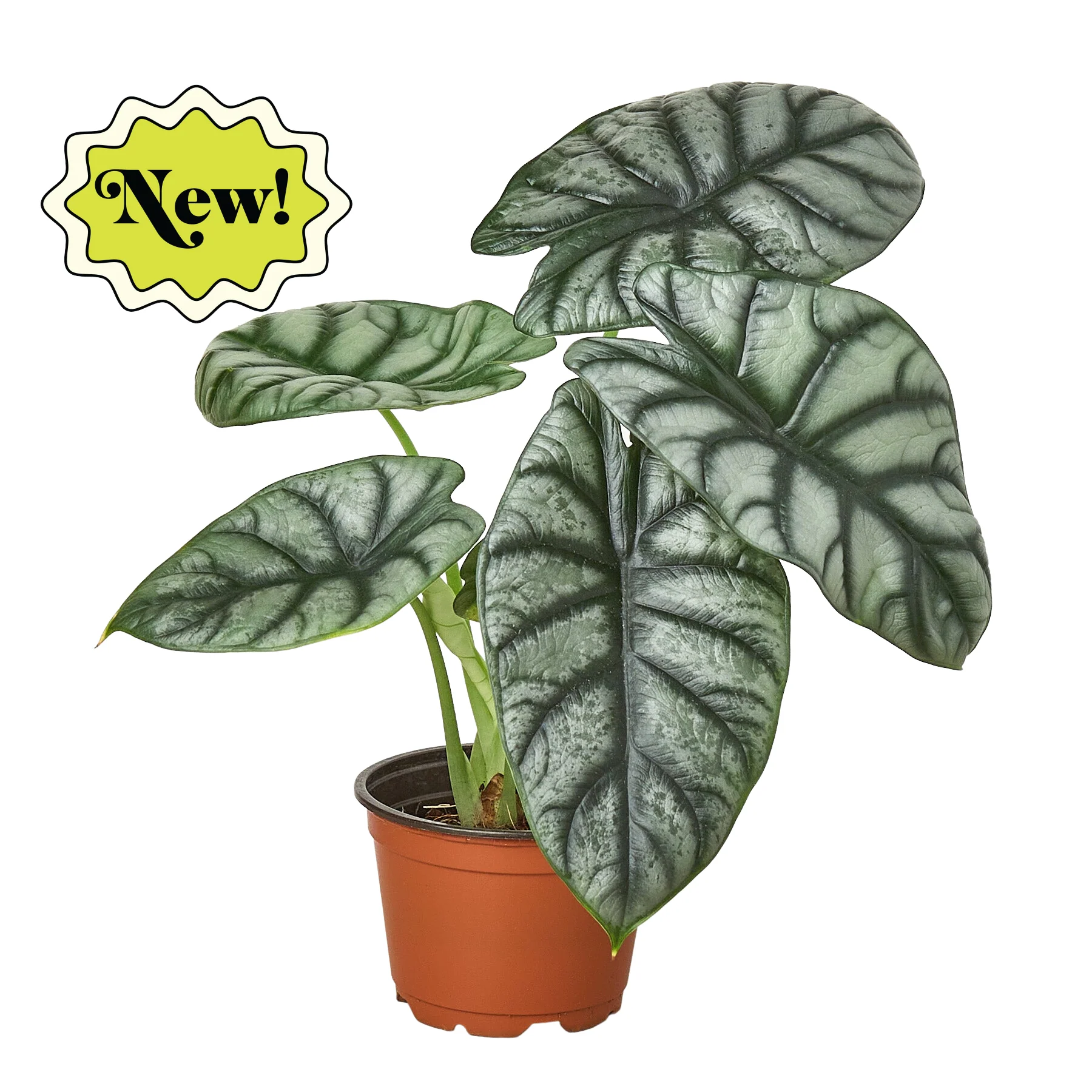 Alocasia Silver Dragon - Image 2