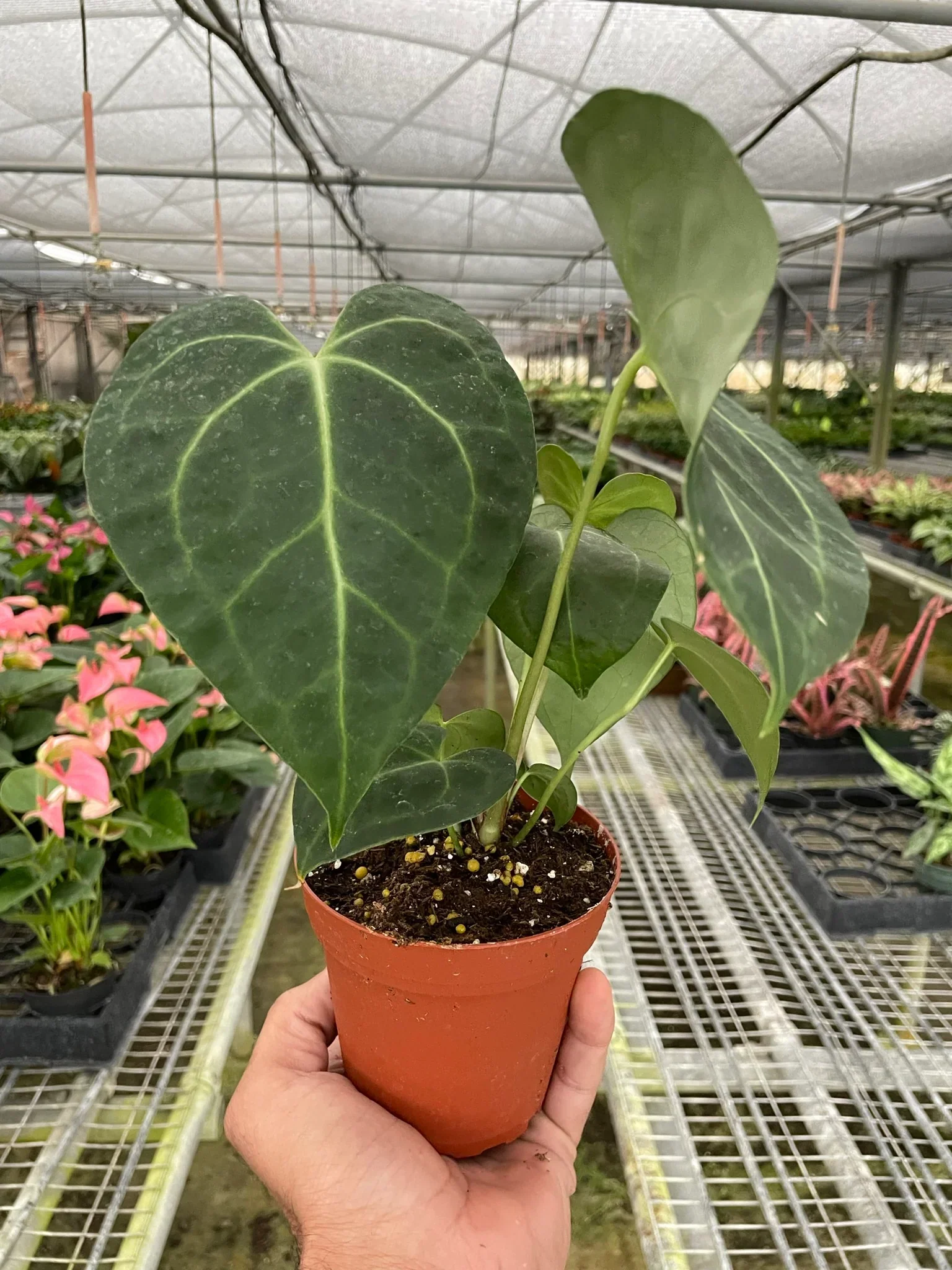 Anthurium 'Clarinervium' - Image 4