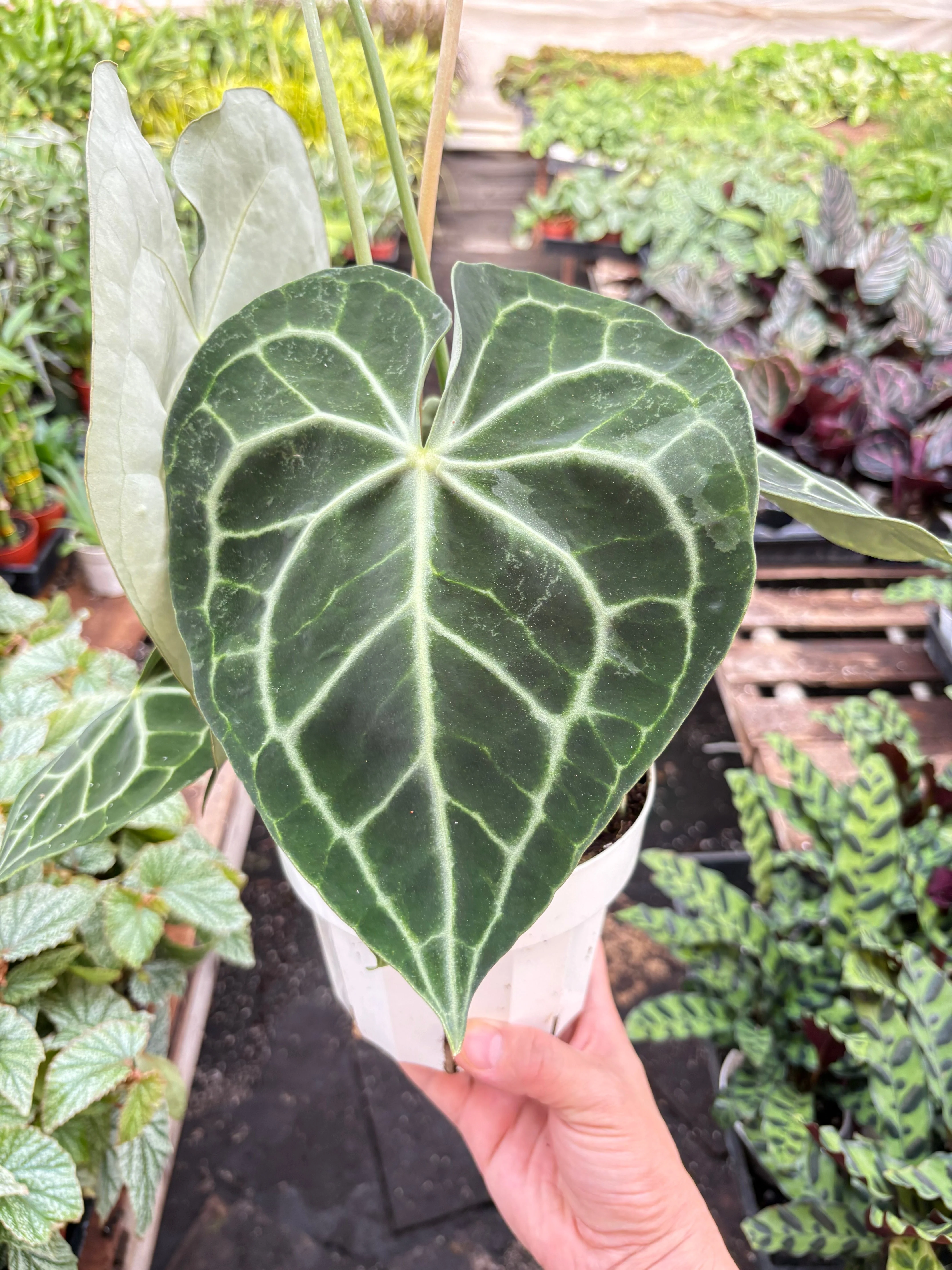 Anthurium 'Clarinervium' - Image 7