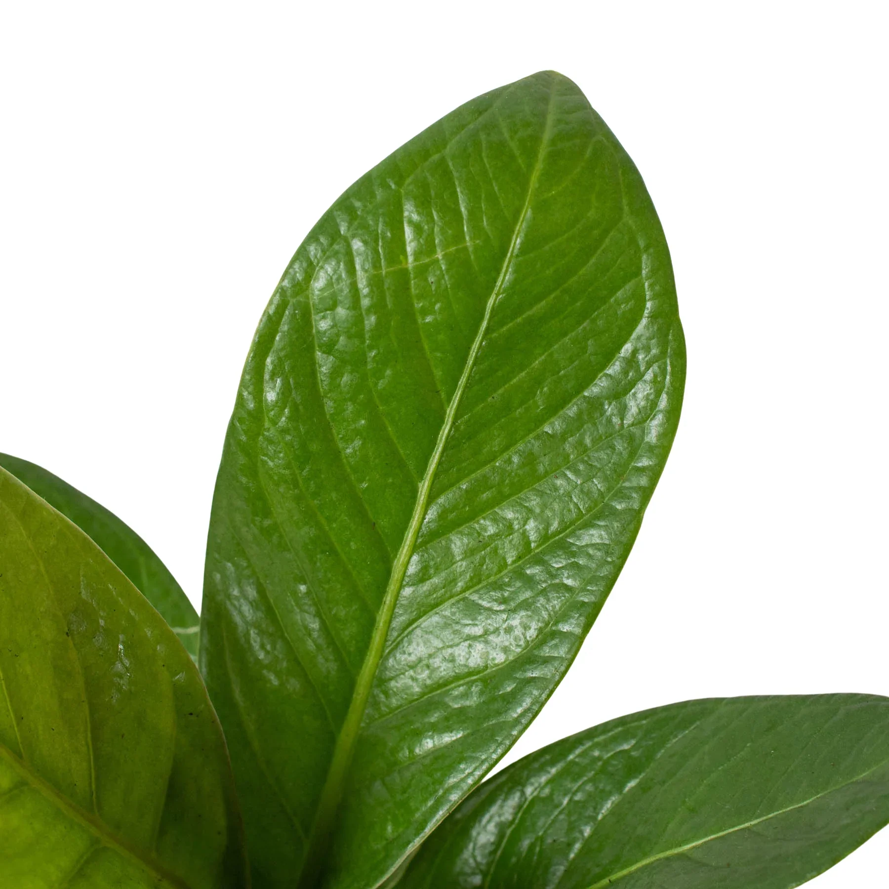 Anthurium 'Cobra' - Image 2