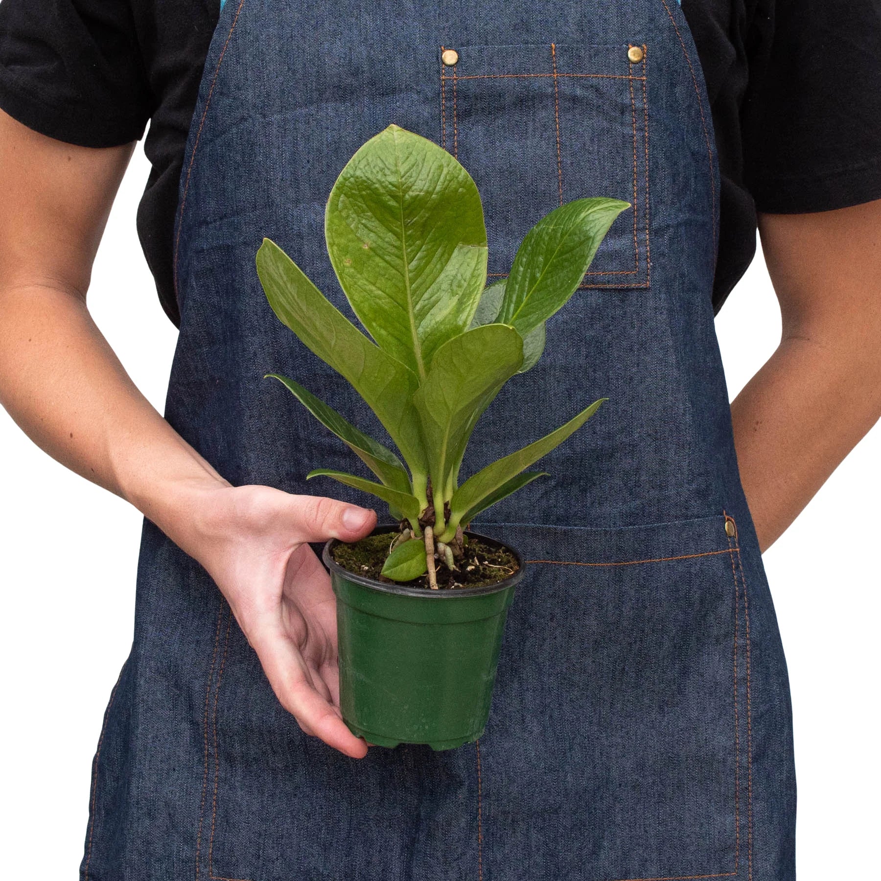 Anthurium 'Cobra' - Image 3