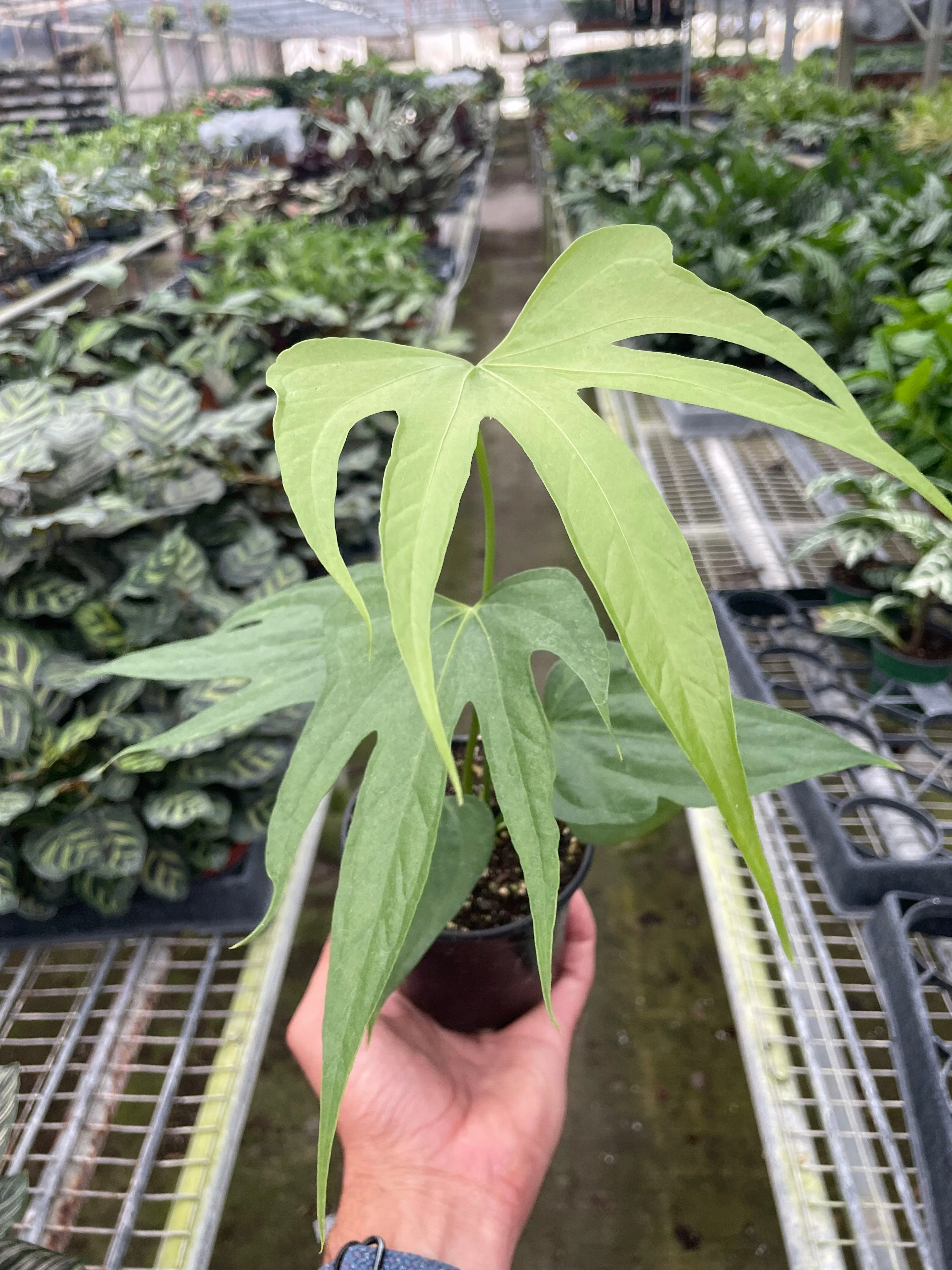 Anthurium Fingers - Image 3