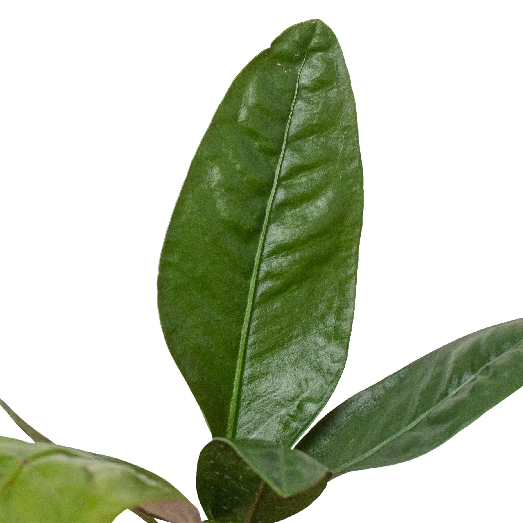 Anthurium 'Superbum' - Image 2