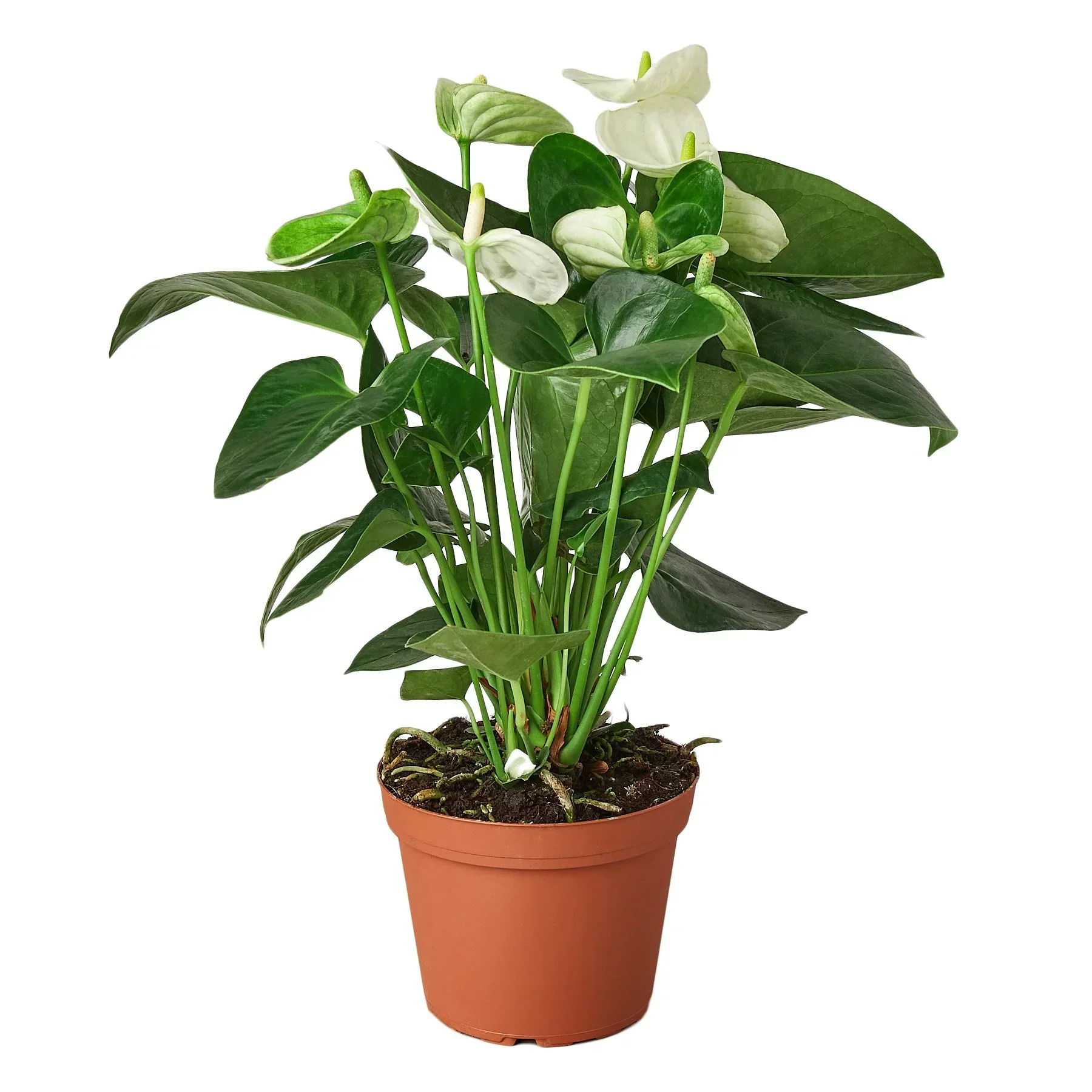 Anthurium 'White' - Image 4