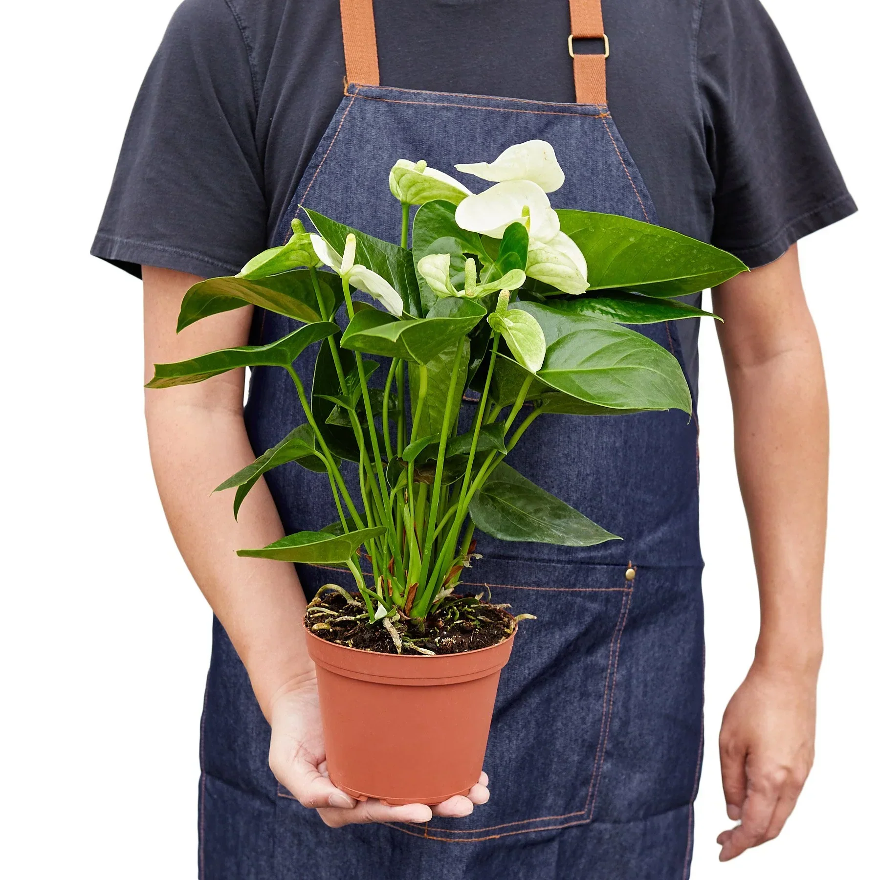 Anthurium 'White' - Image 5