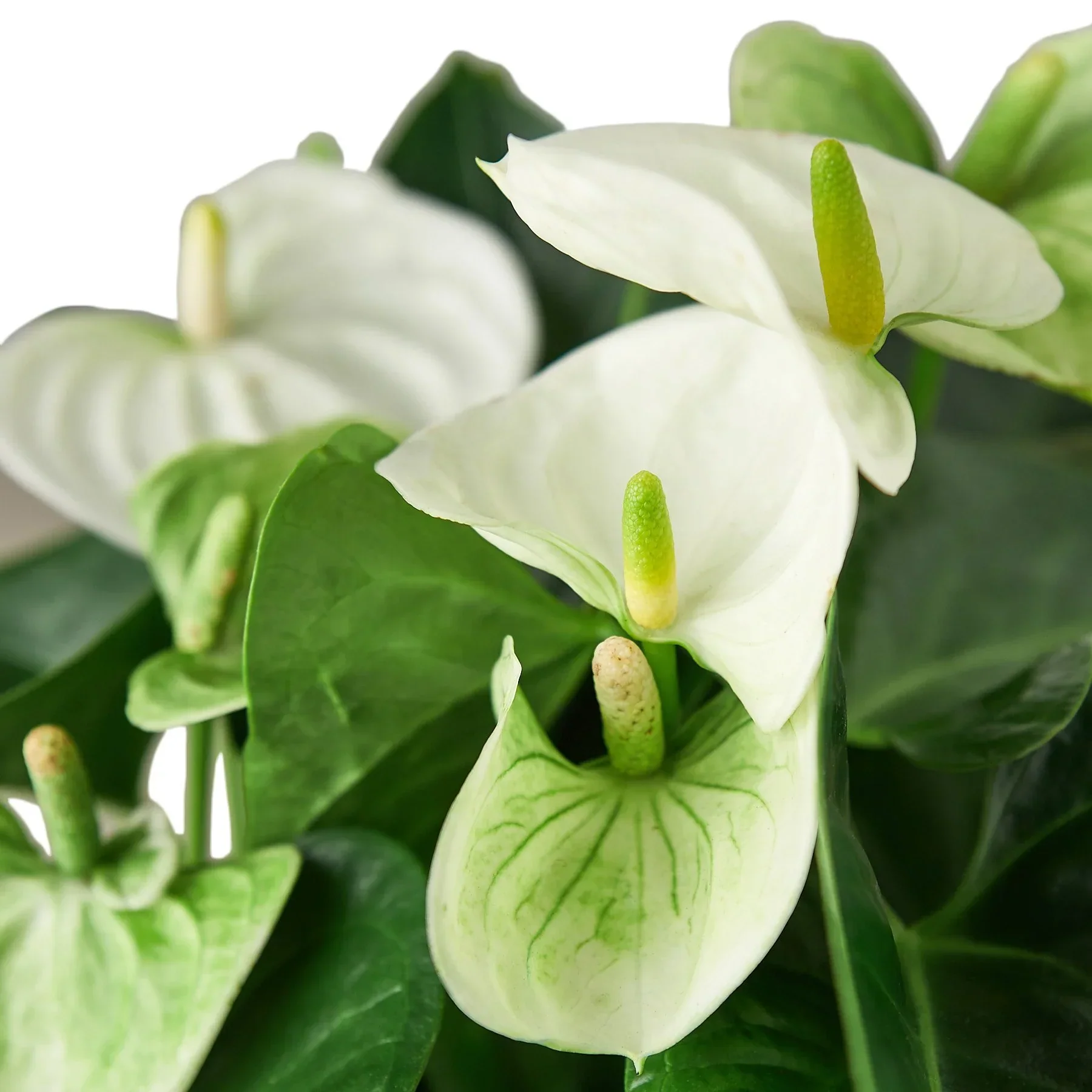 Anthurium 'White' - Image 6