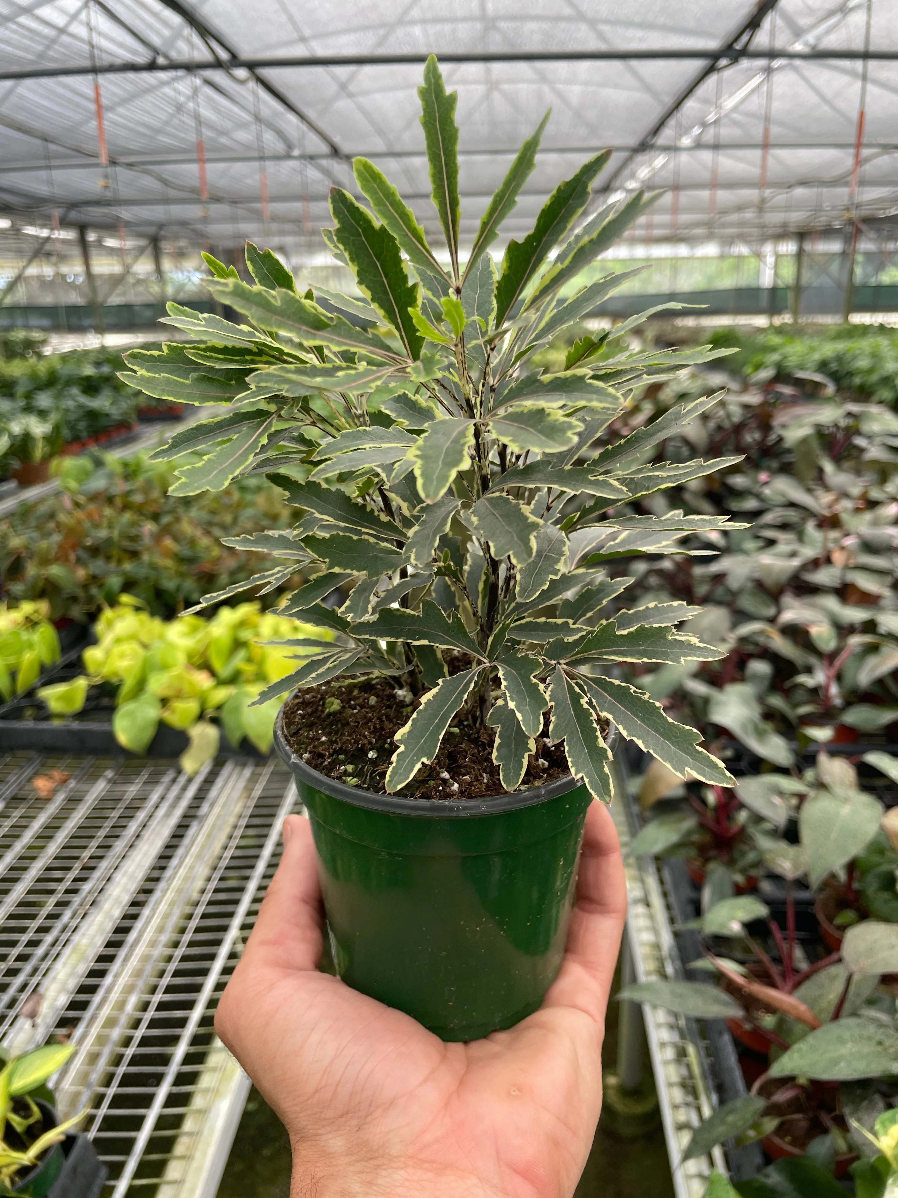 Aralia 'Bianca' - Image 2
