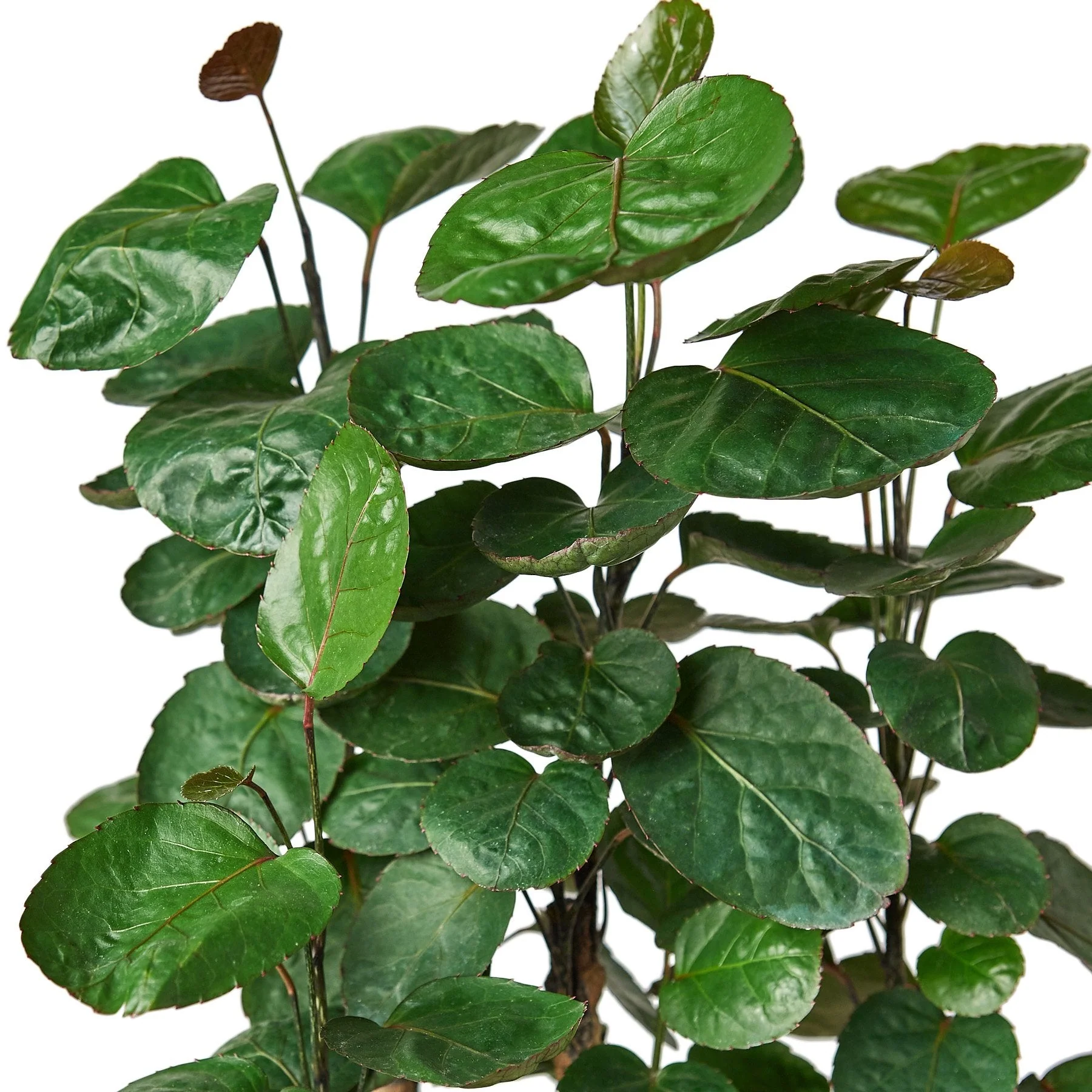 Aralia Fabian Stump 'Polyscias Scutellaria' - Image 2