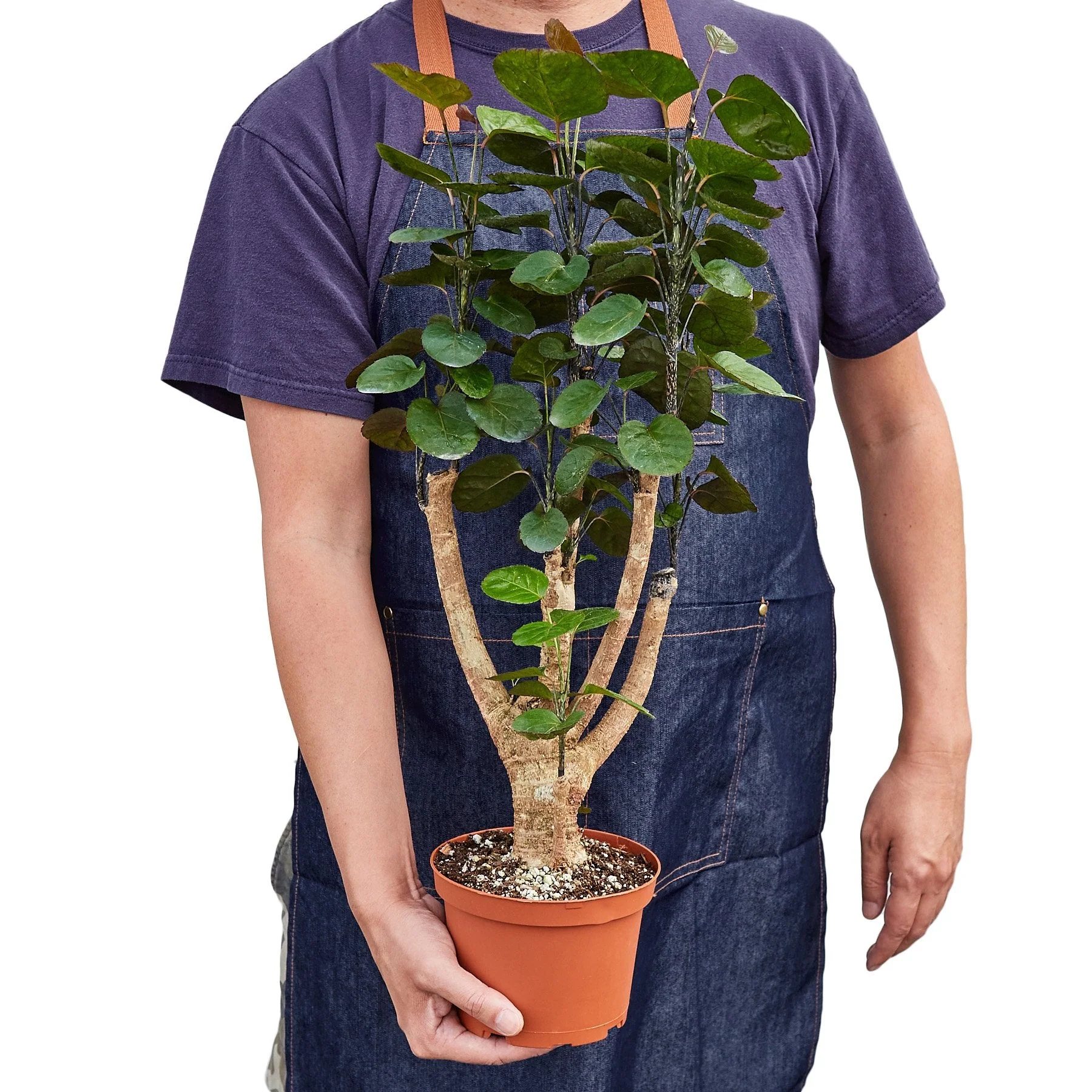 Aralia Fabian Stump 'Polyscias Scutellaria' - Image 3