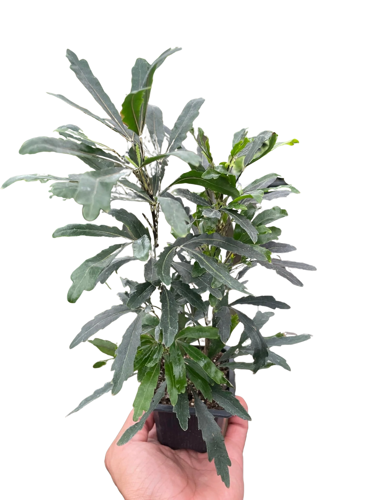 Aralia 'Green' - Image 3