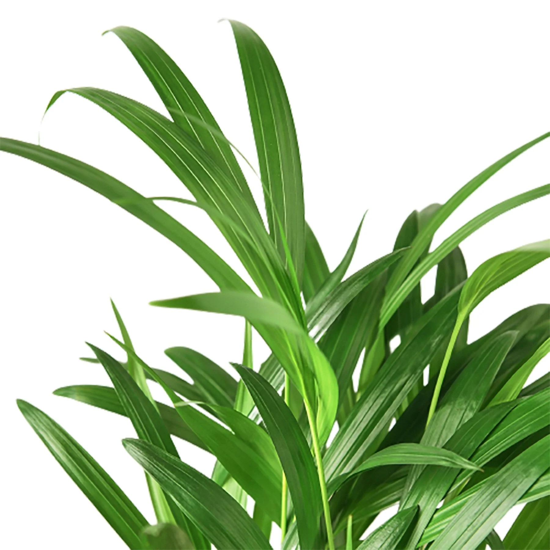 Areca Palm - Image 3