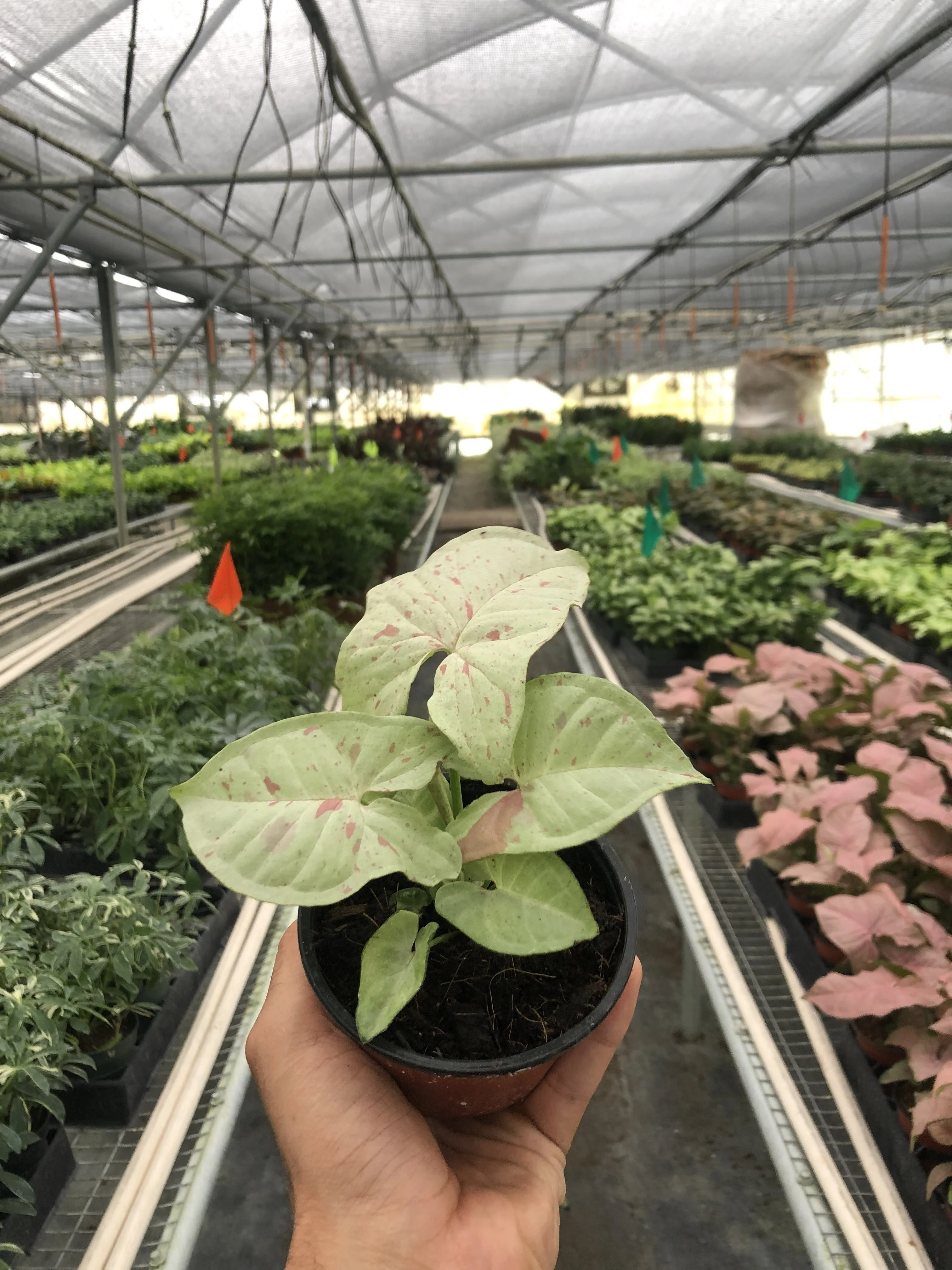 Arrowhead Plant - Image 2