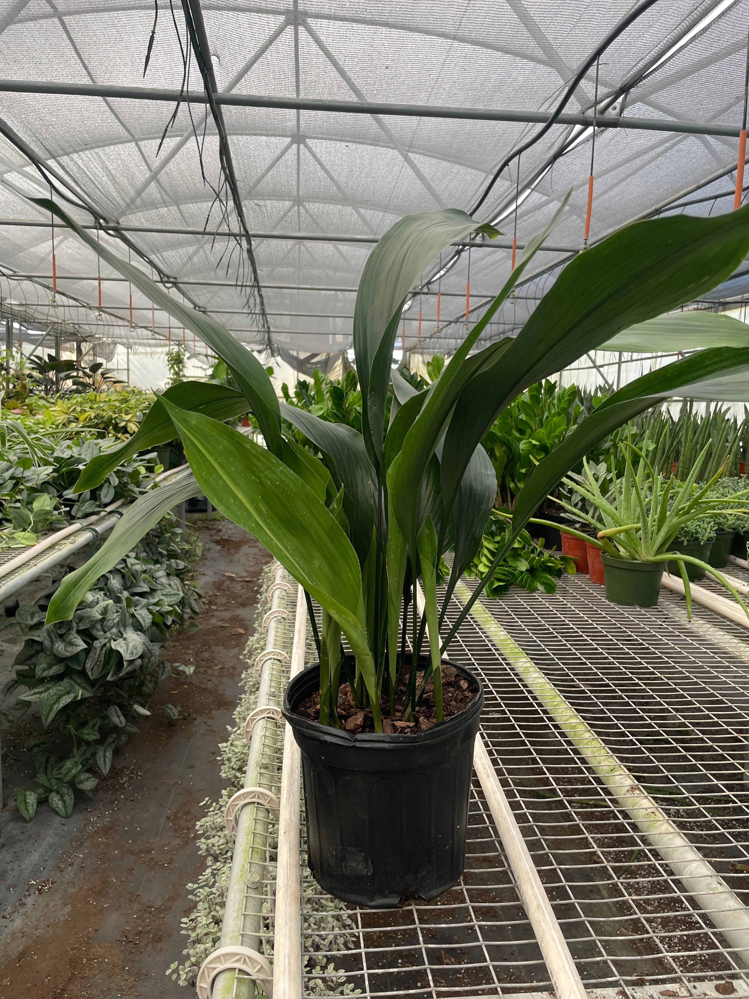 Aspidistra 'Cast Iron' - Image 3