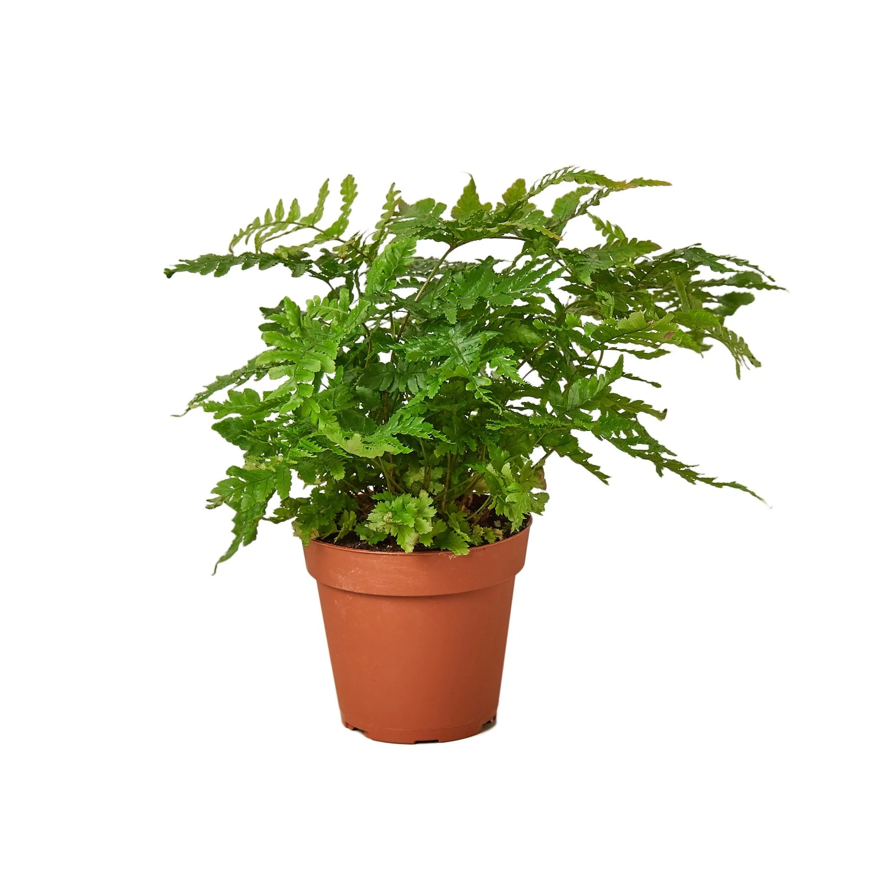 'Autumn' Fern - Image 3