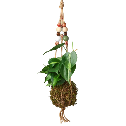 Bead Kokedama Moss Ball Hanging Plant